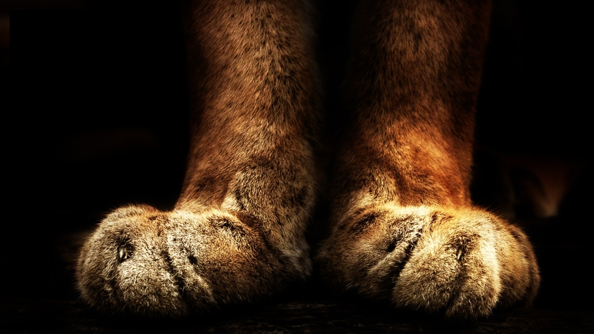 Handy-Wallpaper Tiere, Katzen, Katze kostenlos herunterladen.