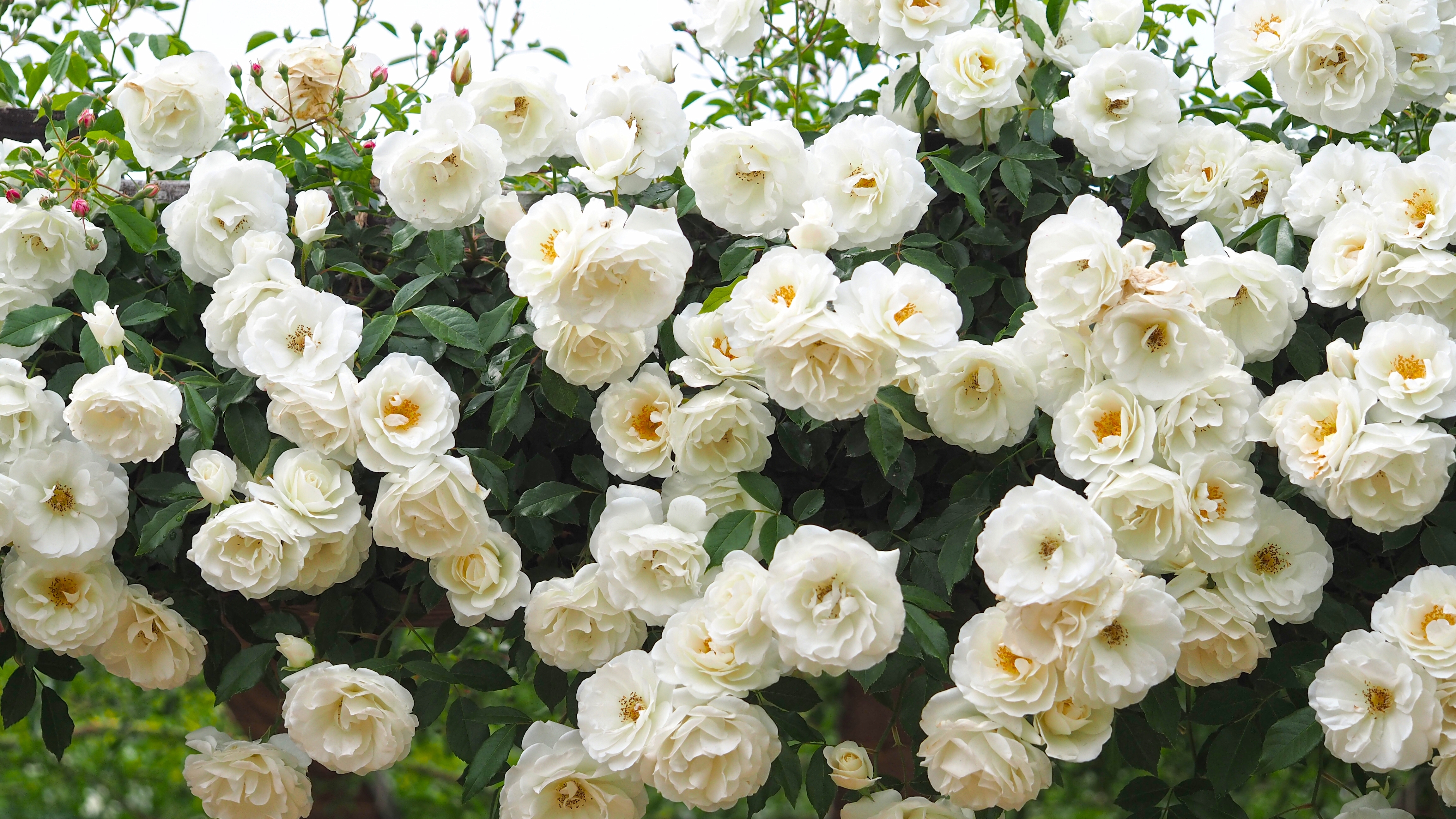 Handy-Wallpaper Natur, Blumen, Blume, Rose, Busch, Weiße Blume, Erde/natur, Rosenstrauch kostenlos herunterladen.