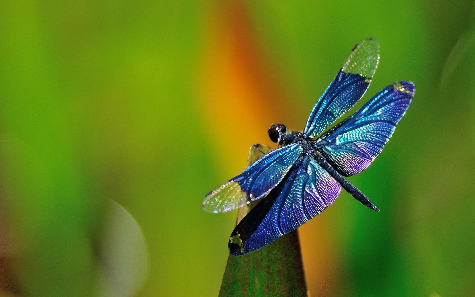 Téléchargez des papiers peints mobile Animaux, Insecte, Libellule gratuitement.