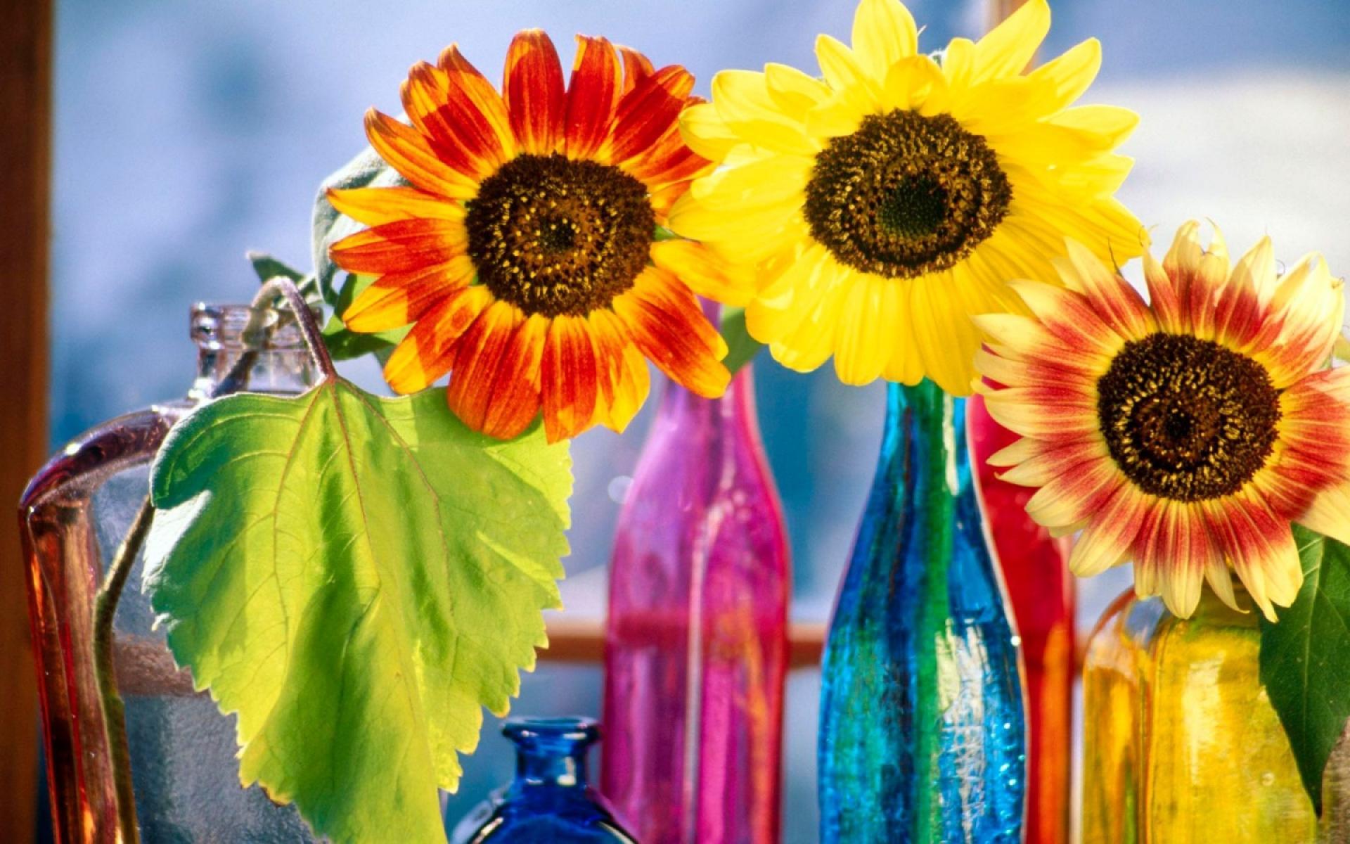 Handy-Wallpaper Natur, Blume, Farben, Nahansicht, Vase, Bunt, Sonnenblume, Gelbe Blume, Menschengemacht kostenlos herunterladen.