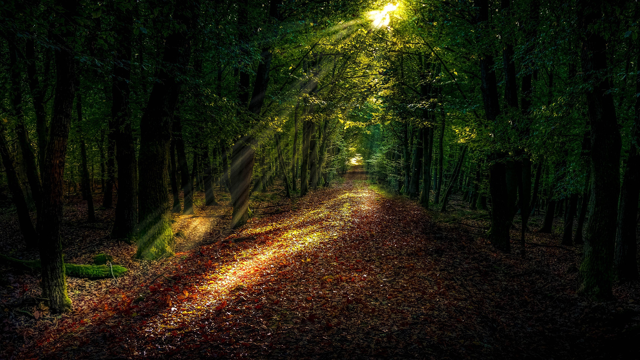 Download mobile wallpaper Forest, Earth, Path, Sunbeam, Greenery for free.
