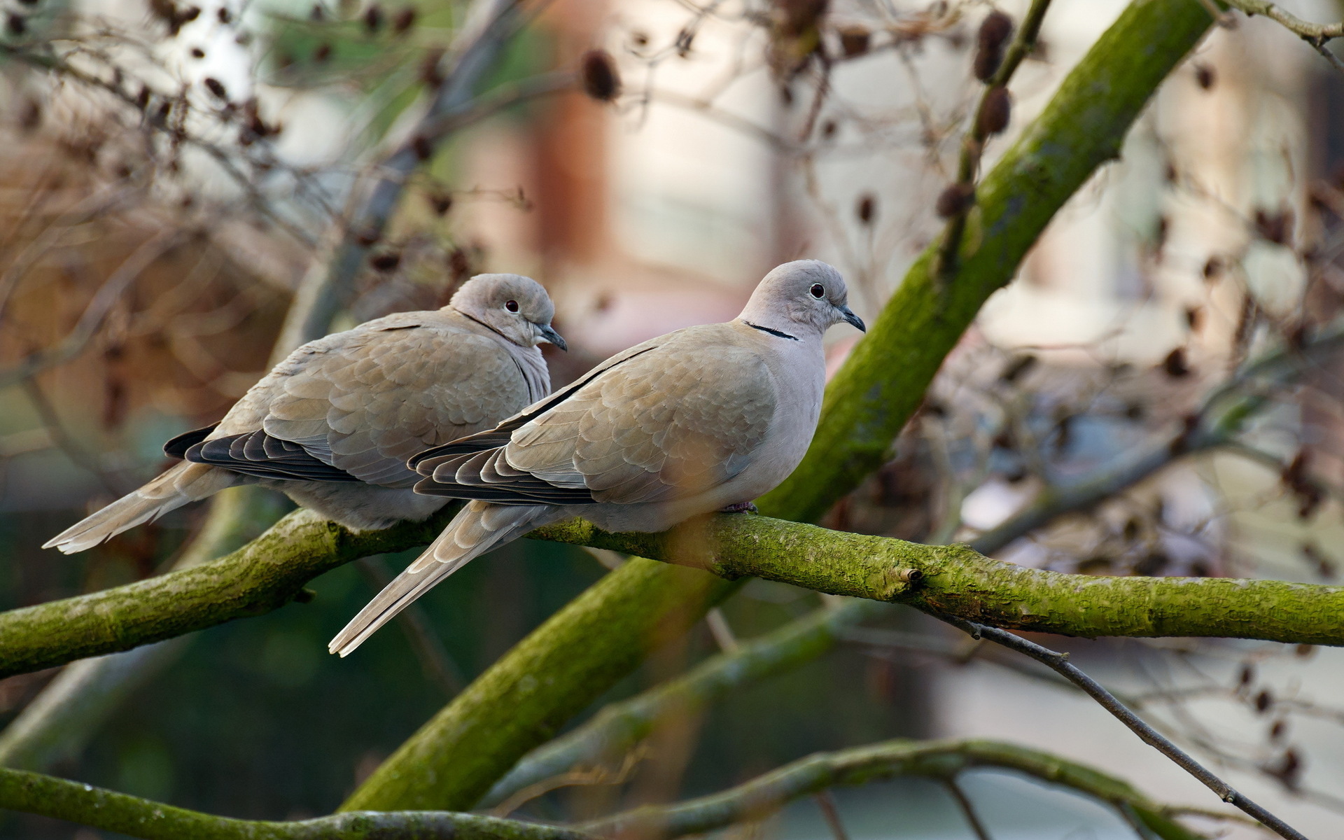 Free download wallpaper Bird, Animal on your PC desktop