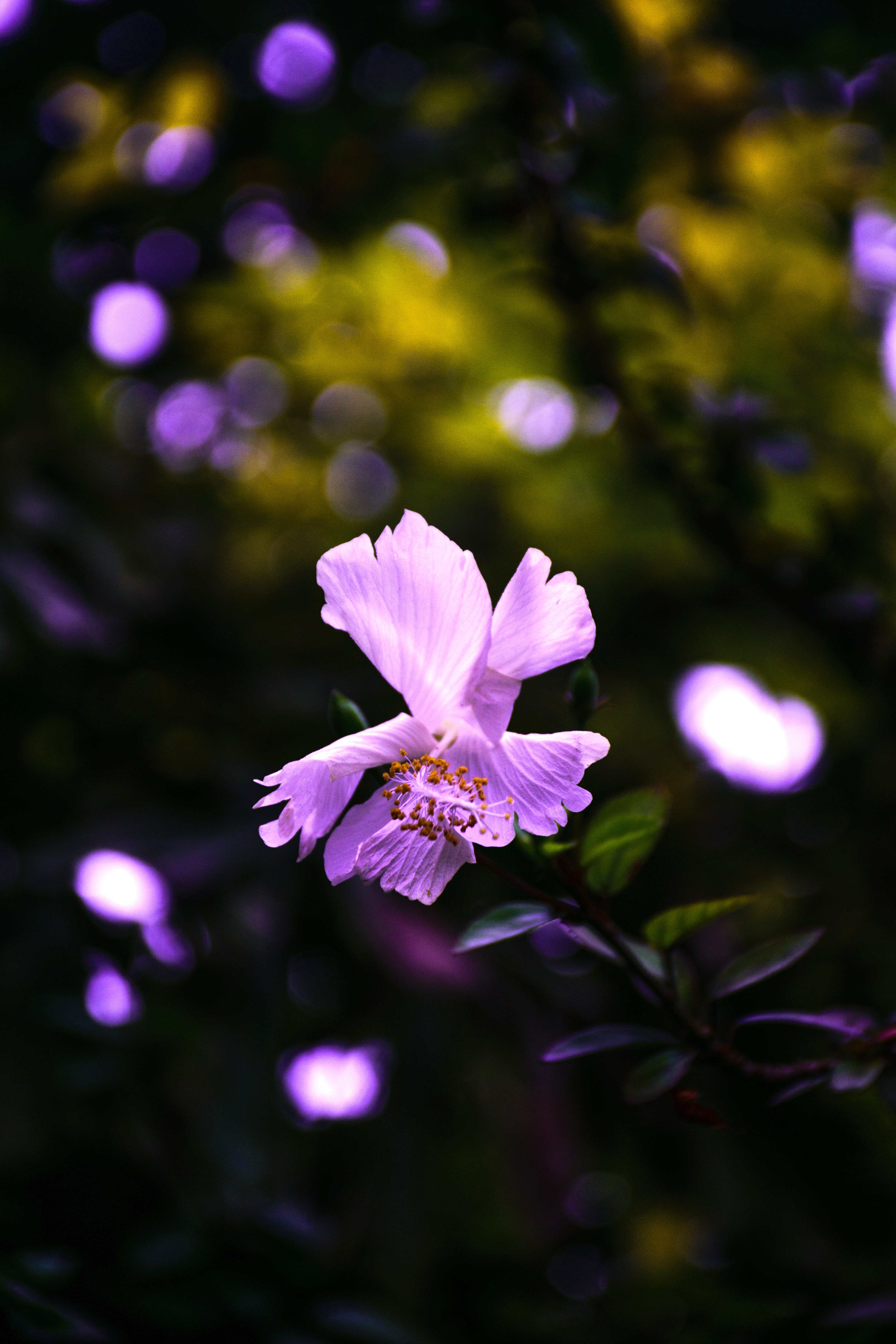Laden Sie das Lila, Hibiskus, Hibiscus, Blumen, Blume-Bild kostenlos auf Ihren PC-Desktop herunter