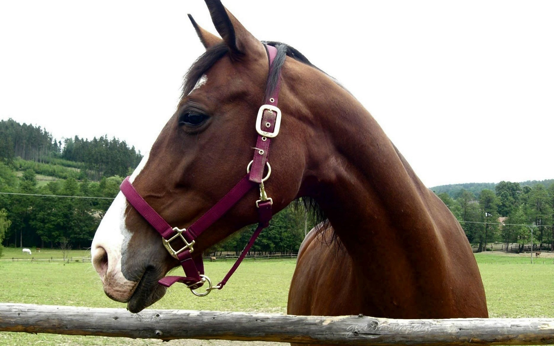 Descarga gratuita de fondo de pantalla para móvil de Animales, Caballo.