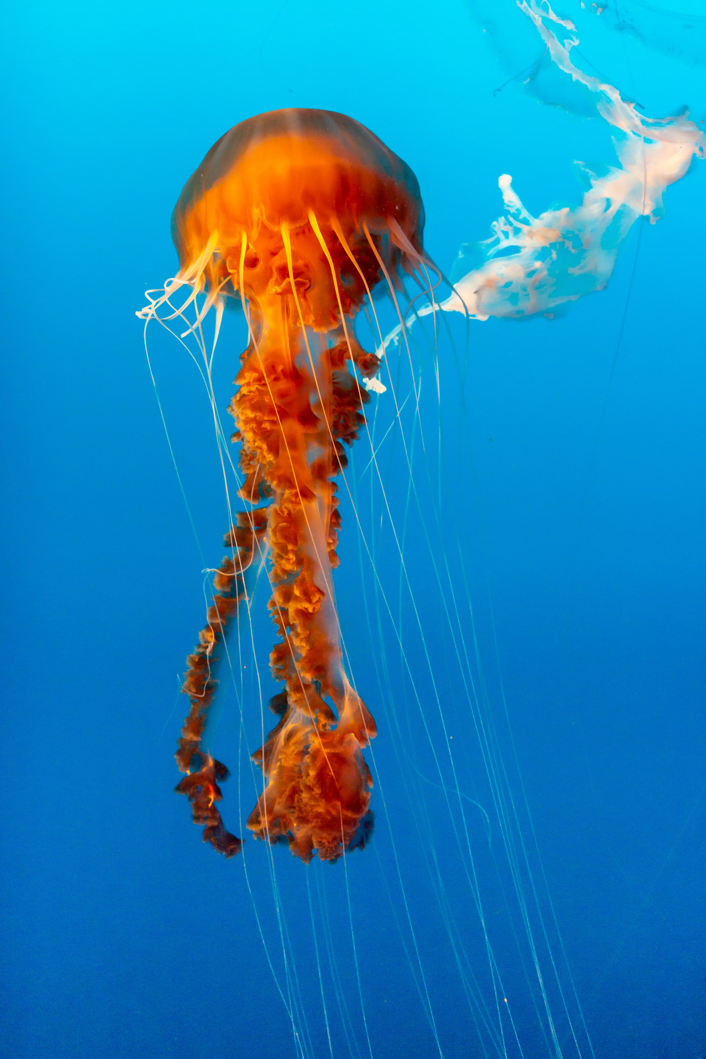 tentacle, animals, water, jellyfish, beautiful, underwater world mobile wallpaper
