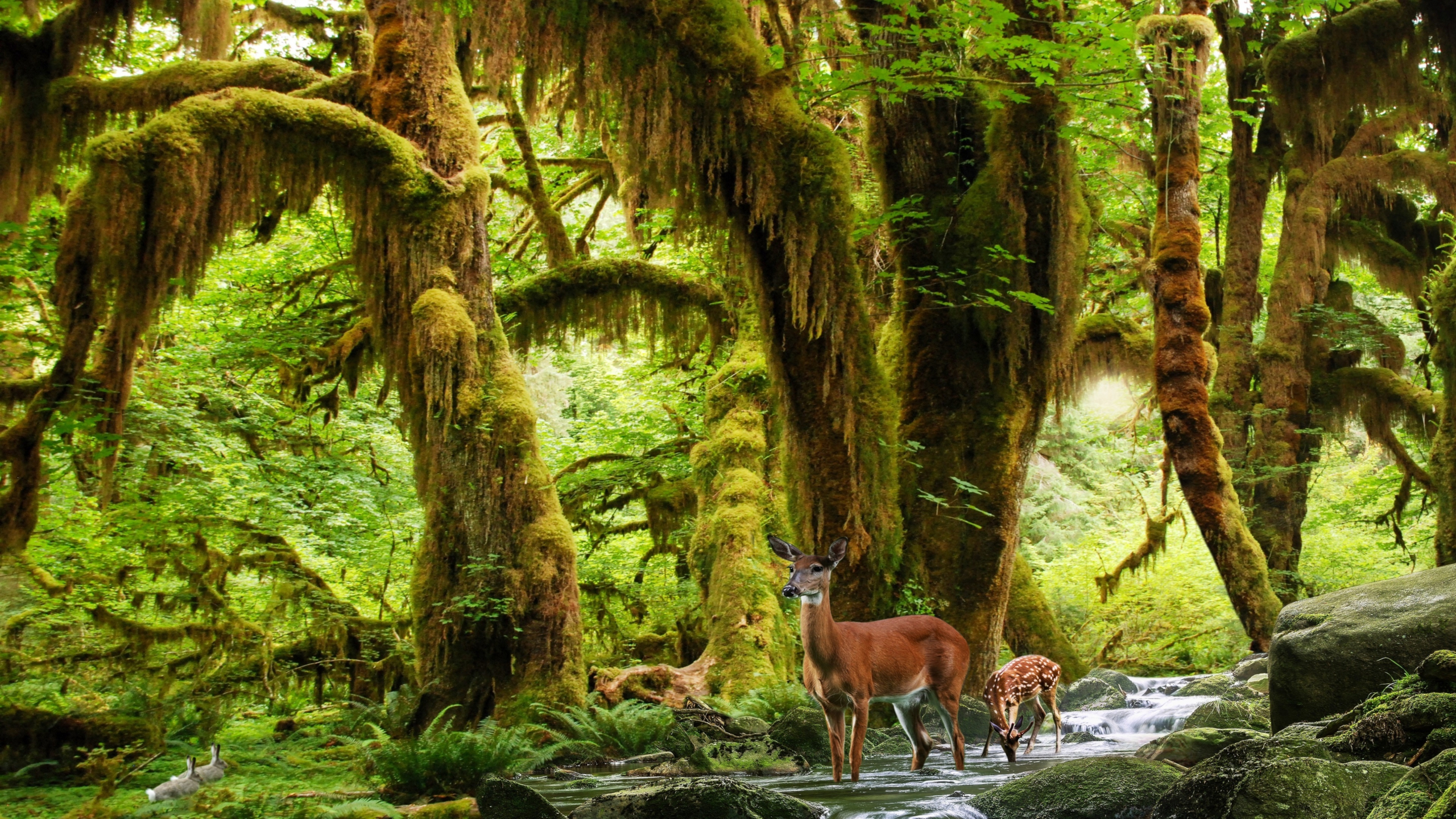 PCデスクトップに動物, 鹿, モス, 雨林画像を無料でダウンロード