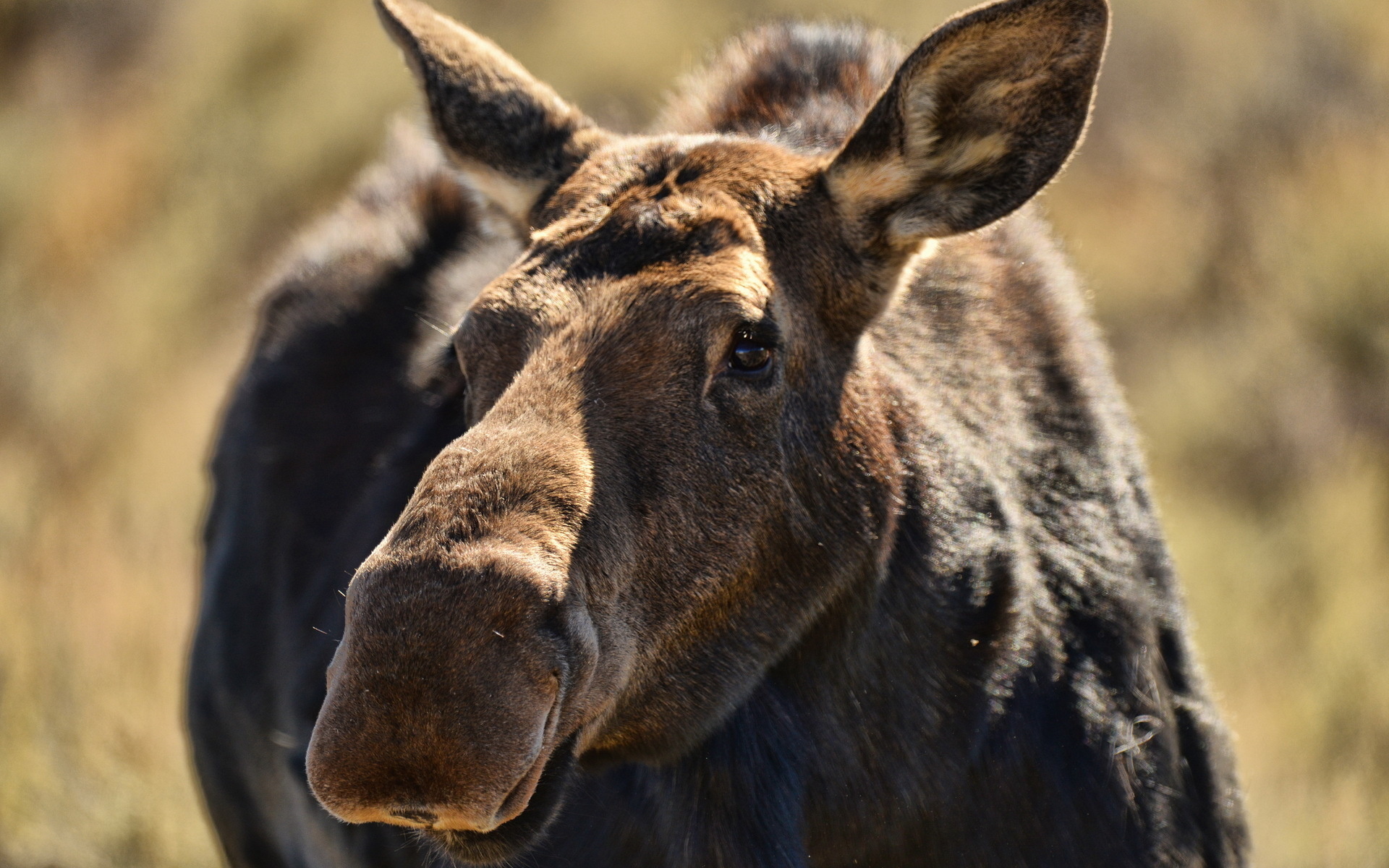 Download mobile wallpaper Animal, Deer, Moose for free.