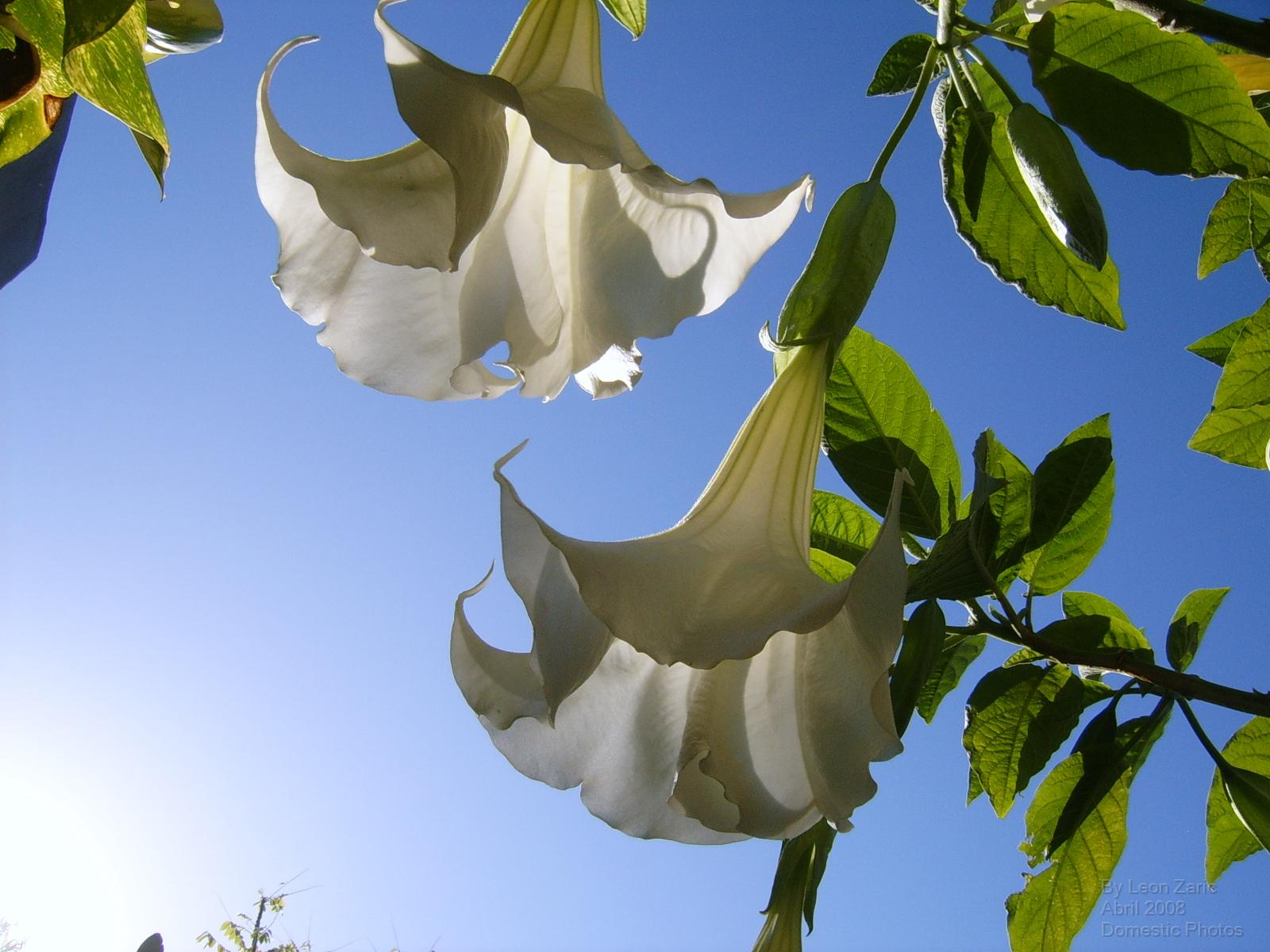 281747 Bildschirmschoner und Hintergrundbilder Blumen auf Ihrem Telefon. Laden Sie  Bilder kostenlos herunter