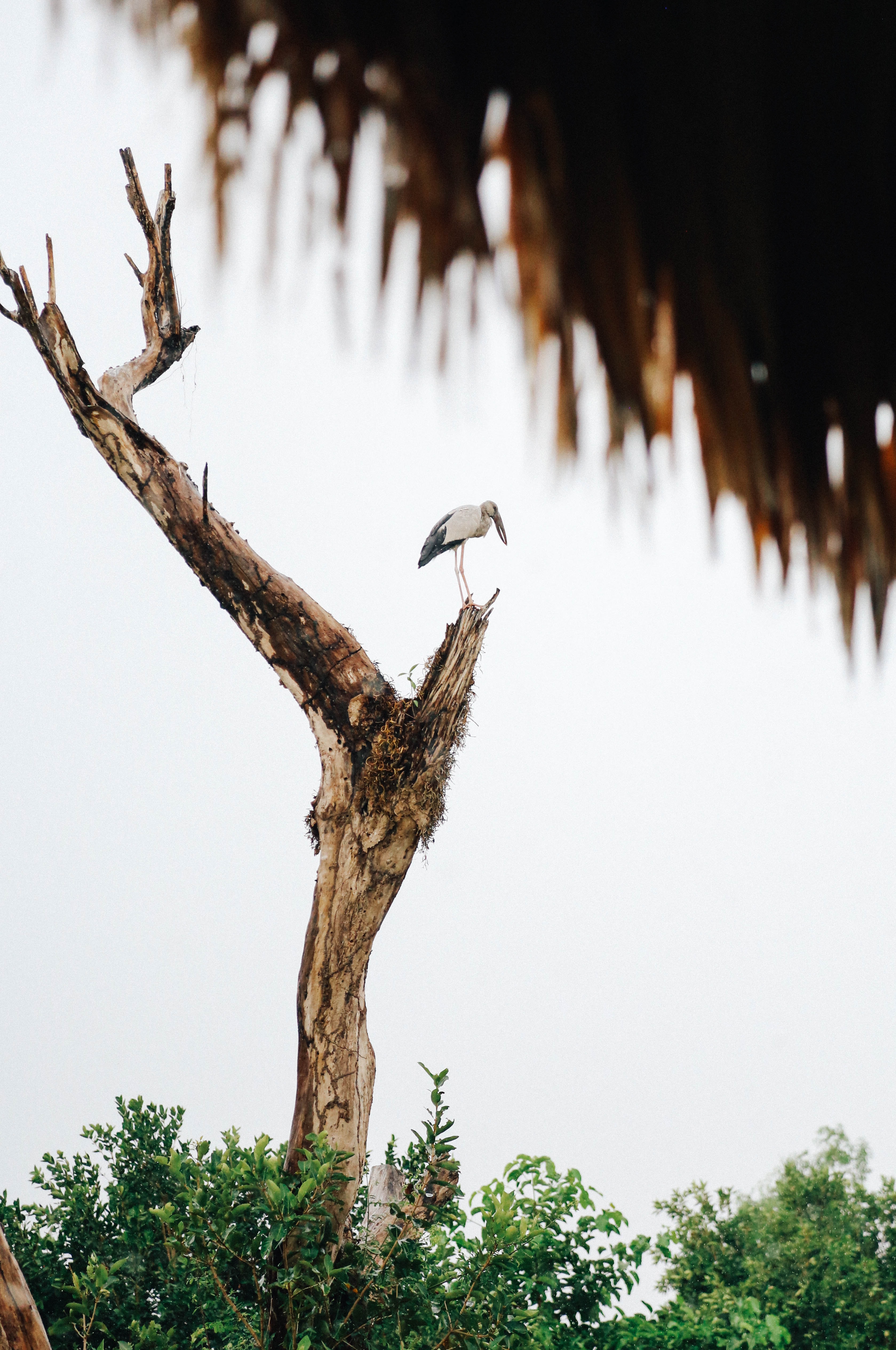 Download mobile wallpaper Stork, Wood, Bush, Tree, Animals, Bird for free.