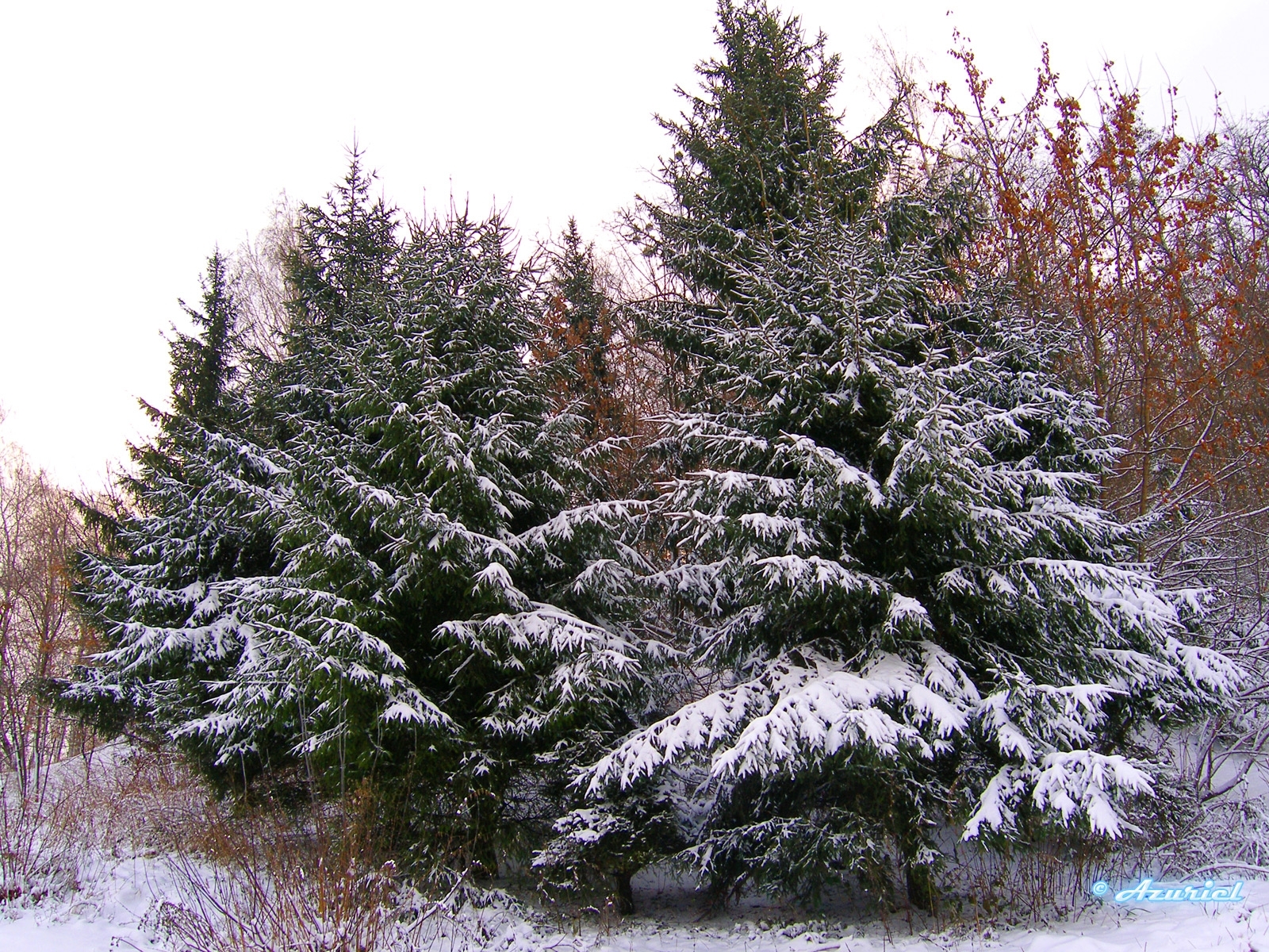 Скачать обои бесплатно Деревья, Елки, Пейзаж, Зима картинка на рабочий стол ПК