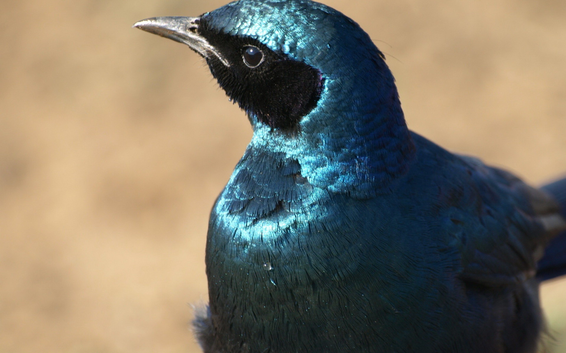 Baixar papel de parede para celular de Pássaro, Aves, Animais gratuito.