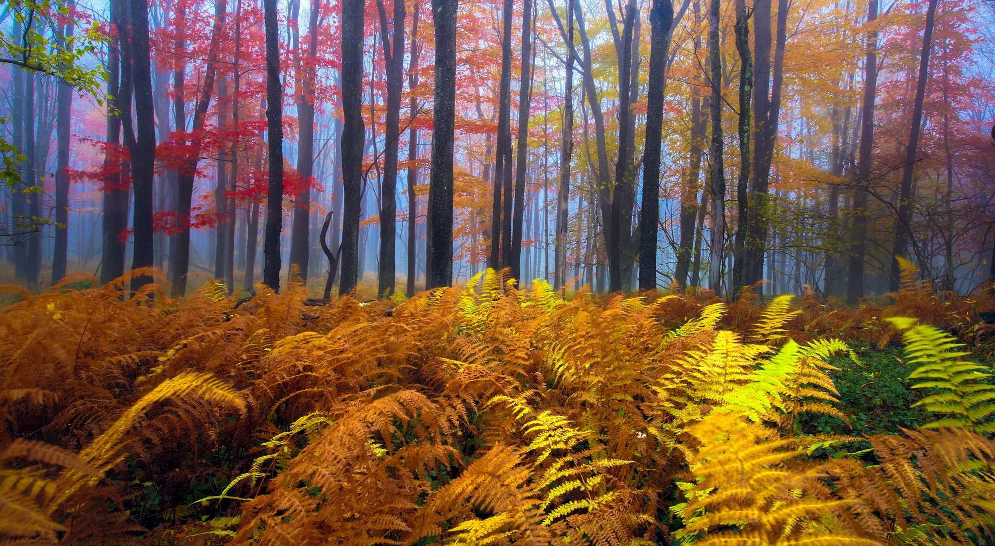 Handy-Wallpaper Natur, Herbst, Farn, Wald, Baum, Nebel, Erde/natur kostenlos herunterladen.