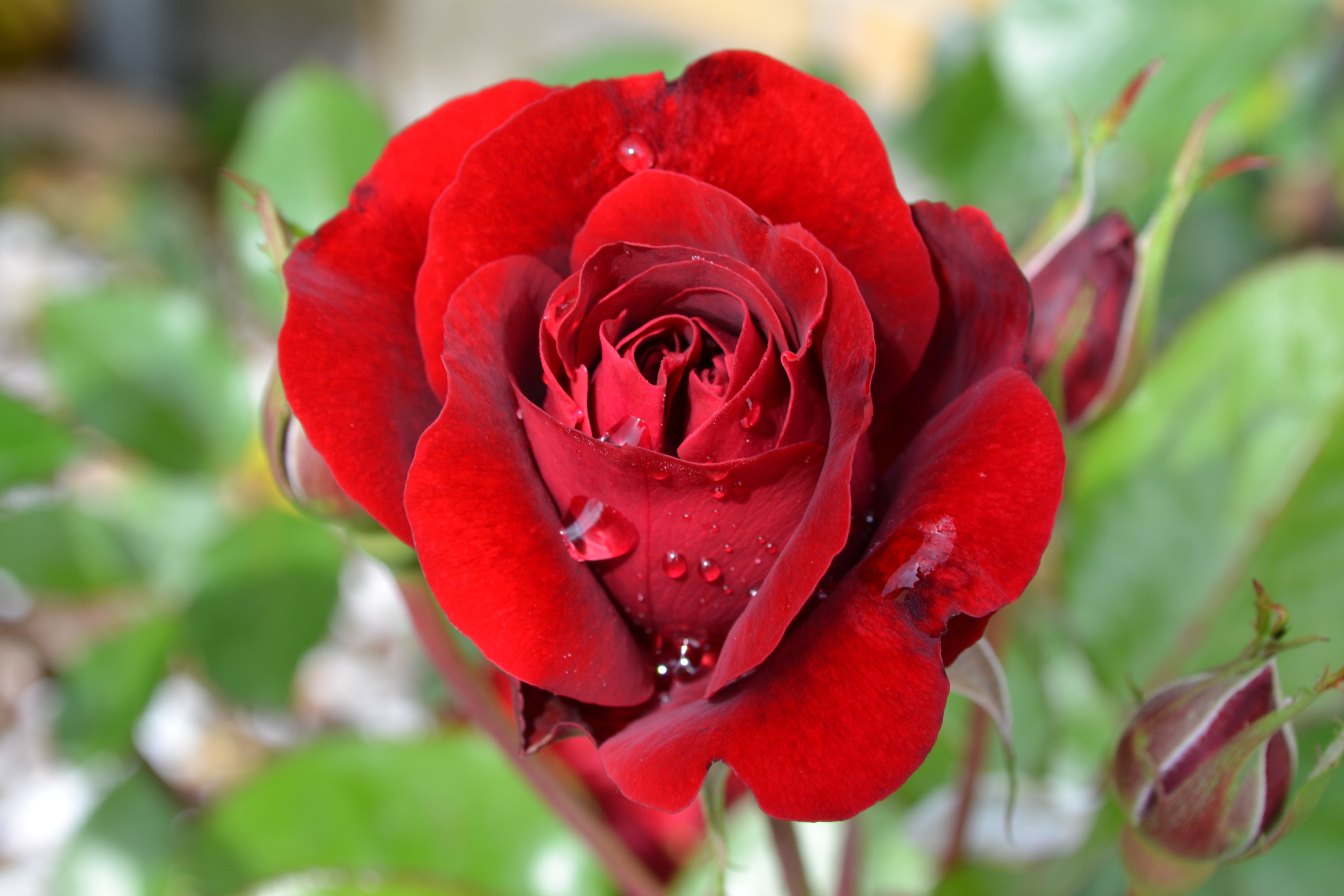 Descarga gratis la imagen Naturaleza, Flores, Rosa, De Cerca, Rosa Roja, Flor Roja, Tierra/naturaleza, Gota De Agua en el escritorio de tu PC