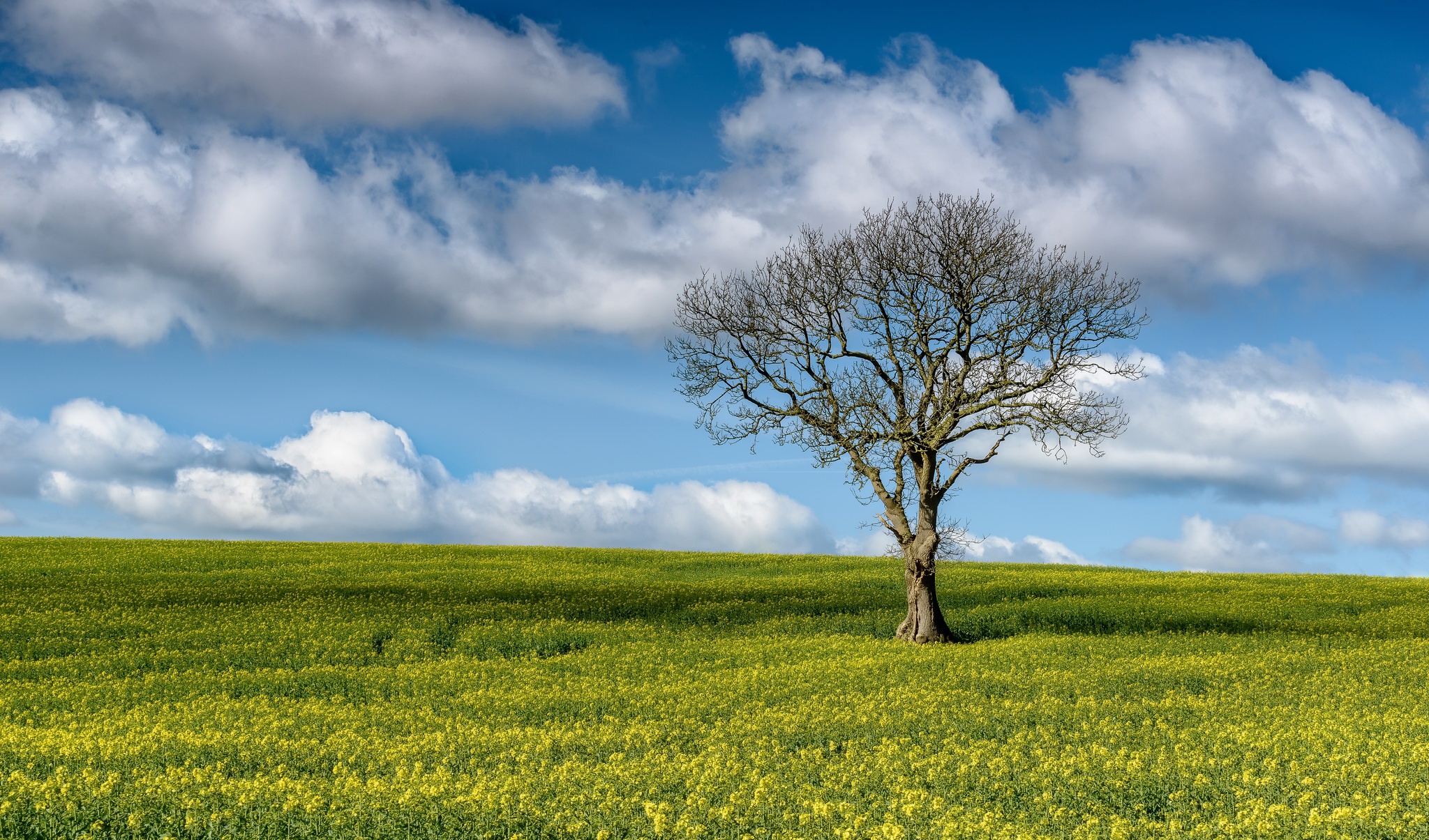 Download mobile wallpaper Nature, Trees, Sky, Tree, Earth, Cloud, Rapeseed, Lonely Tree for free.