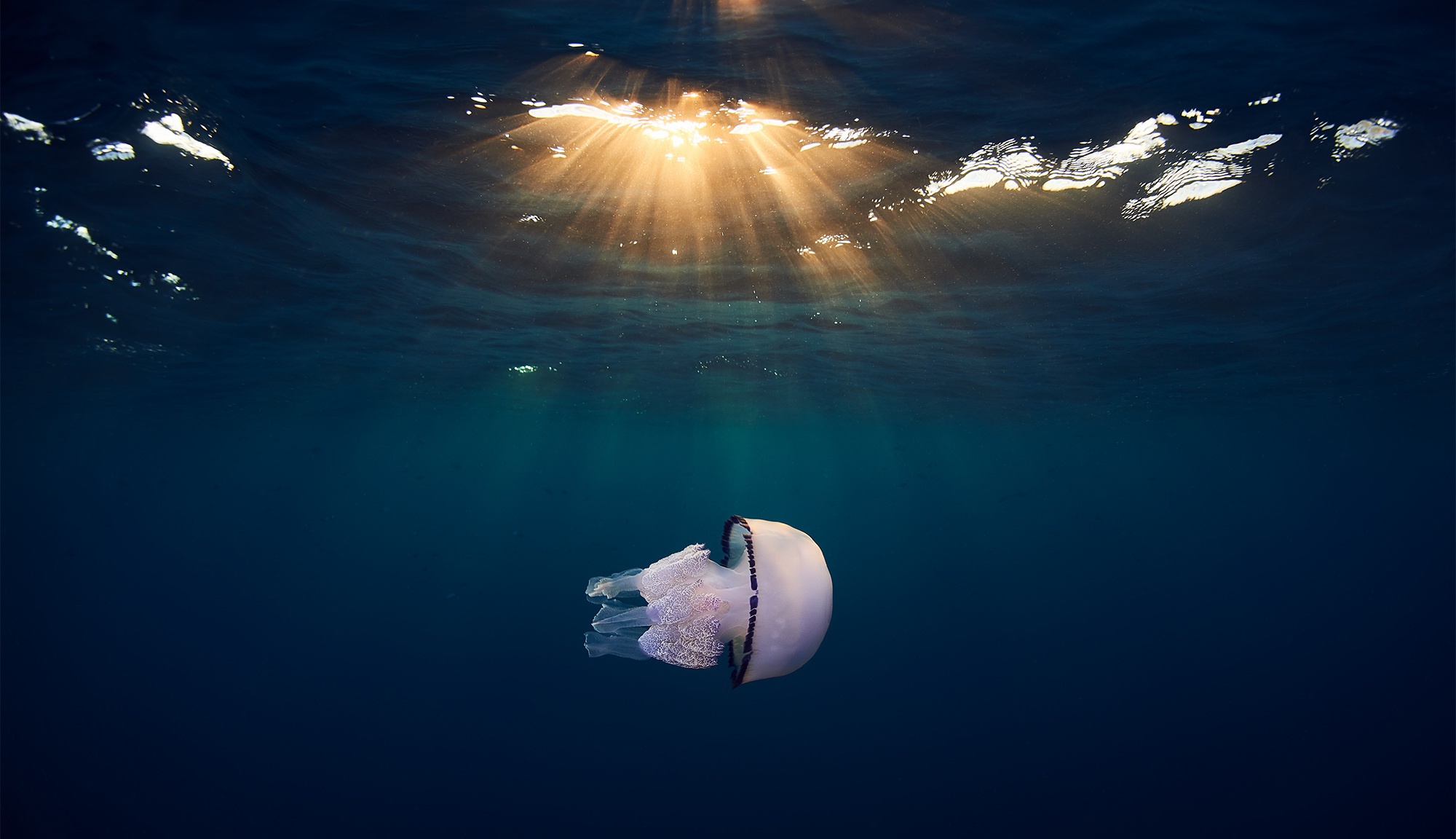 Free download wallpaper Jellyfish, Fishes, Animal, Underwater, Sunbeam, Sea Life on your PC desktop