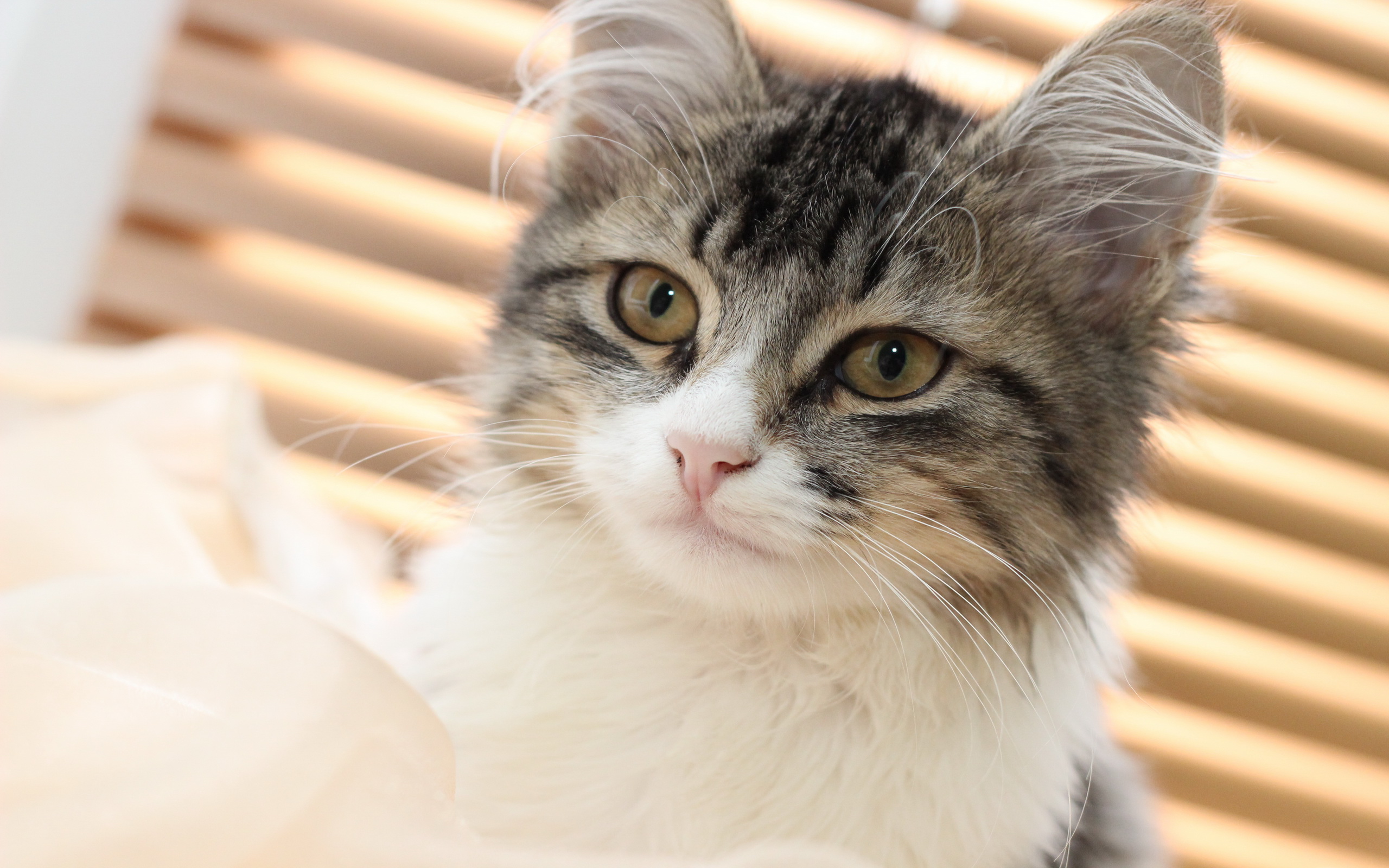 Baixe gratuitamente a imagem Animais, Gatos, Gato na área de trabalho do seu PC