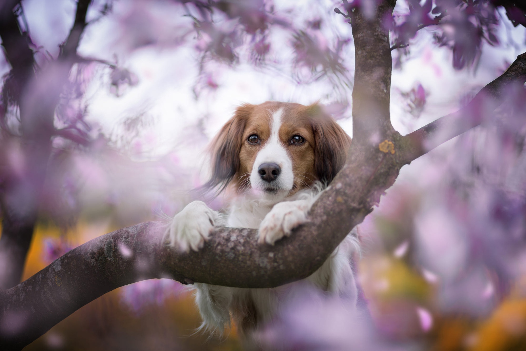 476805 Bildschirmschoner und Hintergrundbilder Hunde auf Ihrem Telefon. Laden Sie  Bilder kostenlos herunter