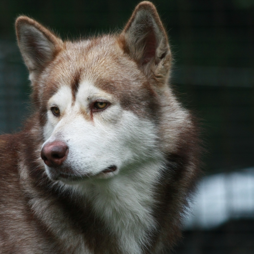 Handy-Wallpaper Tiere, Hunde, Schlittenhund kostenlos herunterladen.