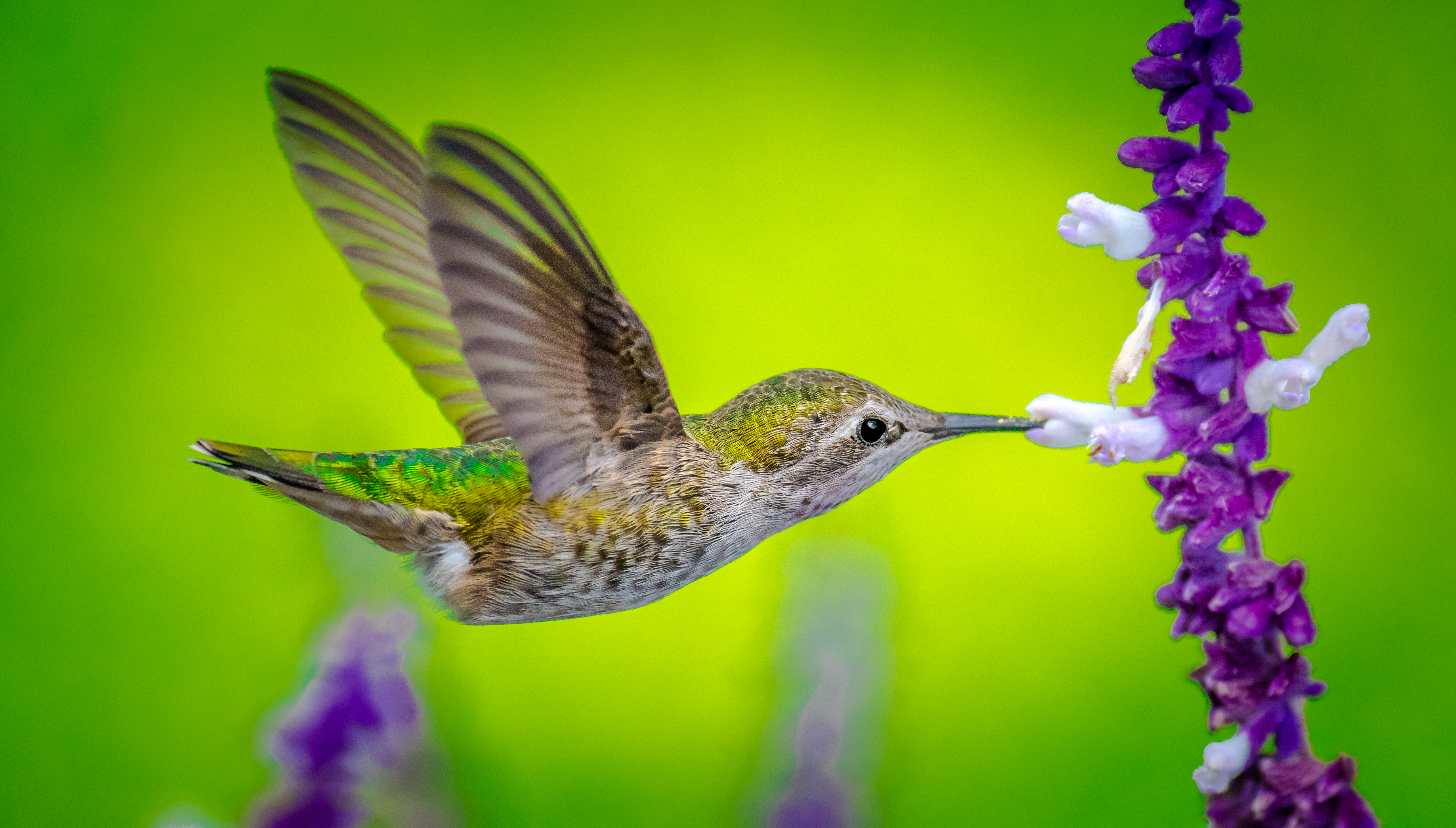 Download mobile wallpaper Birds, Flower, Bird, Animal, Hummingbird for free.