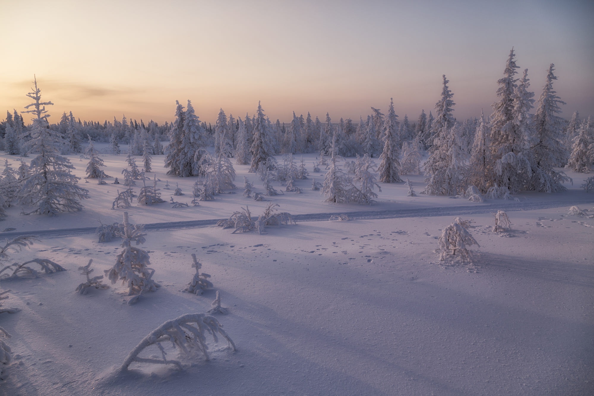 Laden Sie das Winter, Schnee, Tanne, Erde/natur-Bild kostenlos auf Ihren PC-Desktop herunter