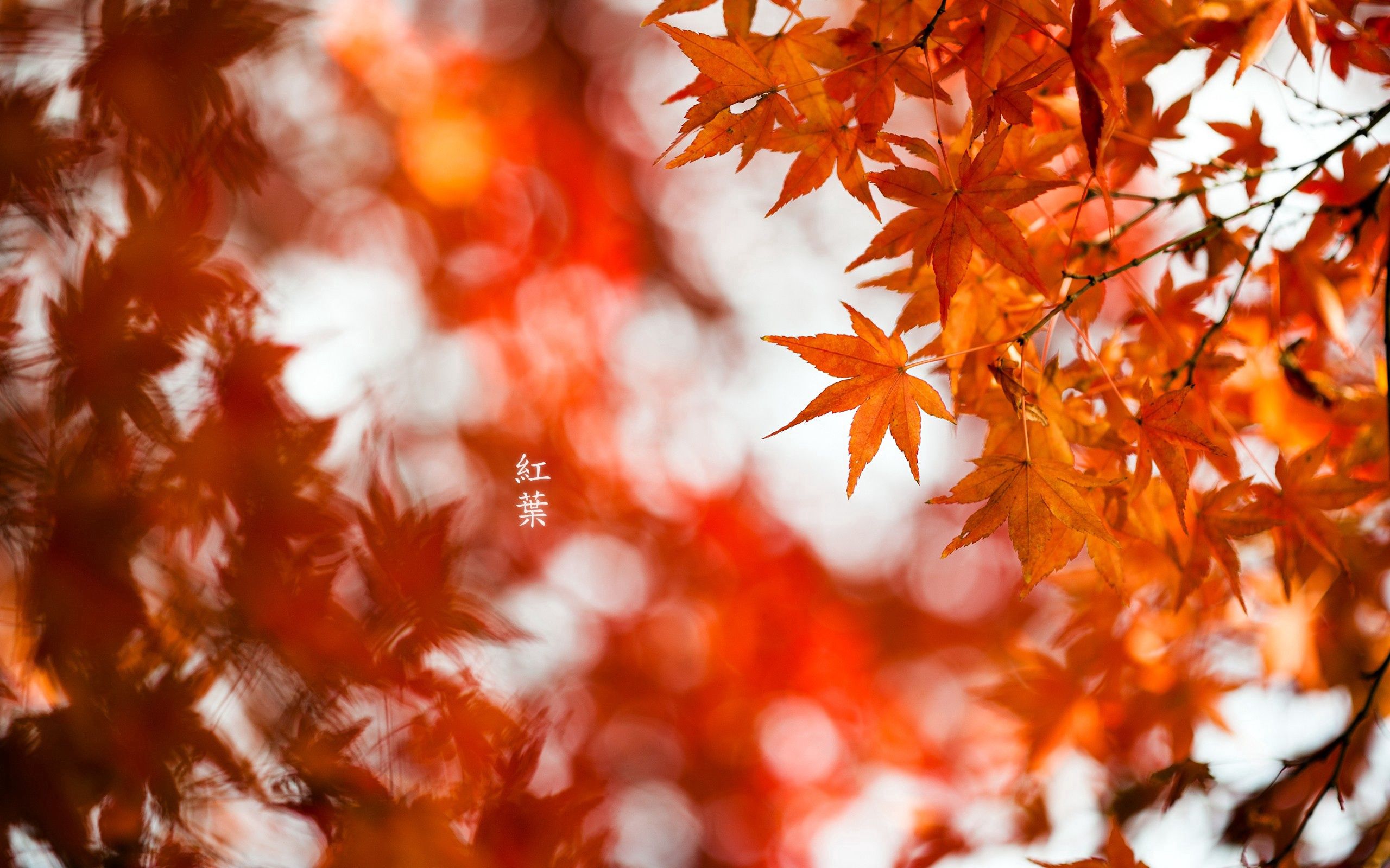 Baixe gratuitamente a imagem Outono, Plantar, Planta, Macro, Brilhar, Luz, Natureza na área de trabalho do seu PC
