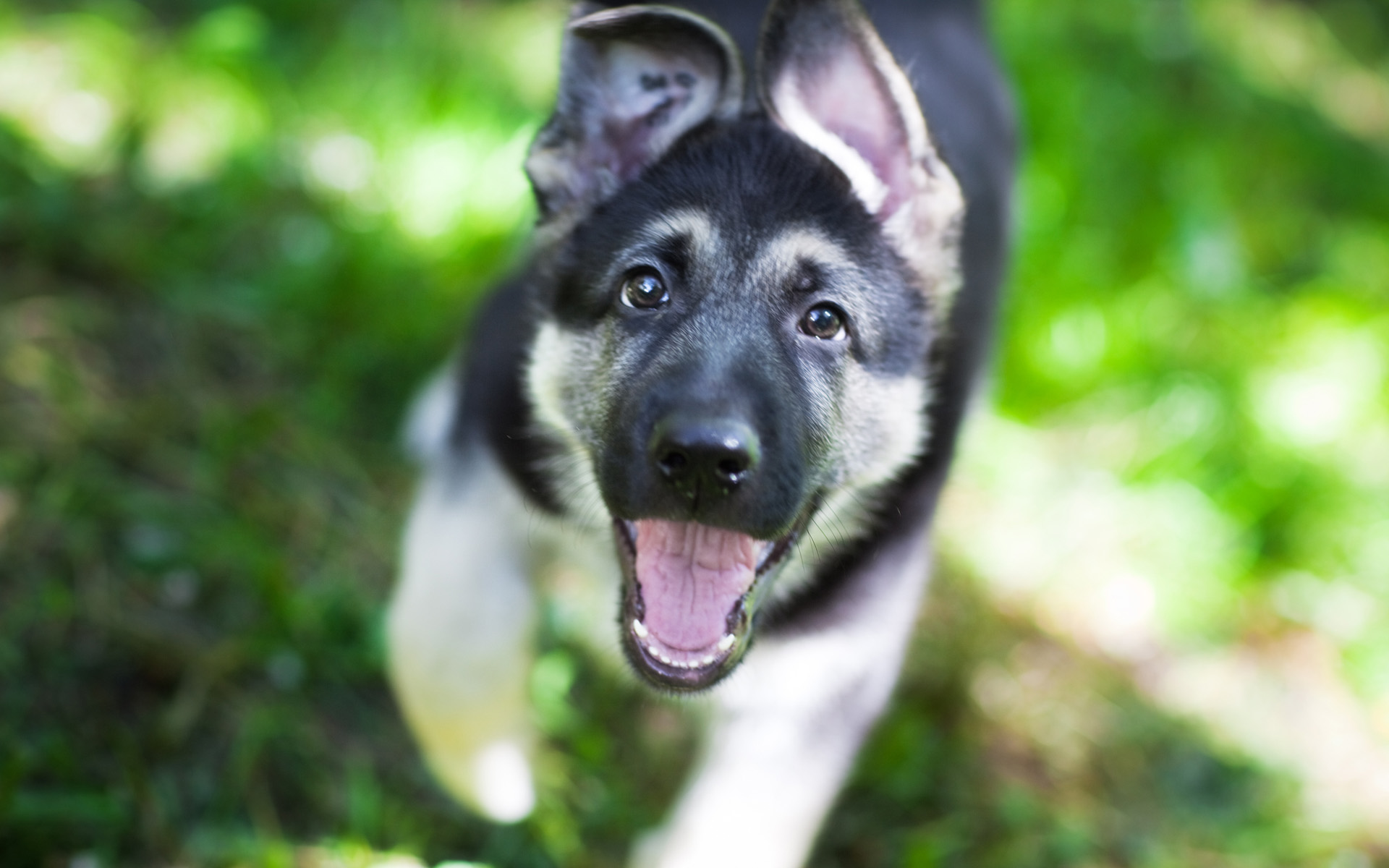 PCデスクトップに動物, 犬, 子犬画像を無料でダウンロード