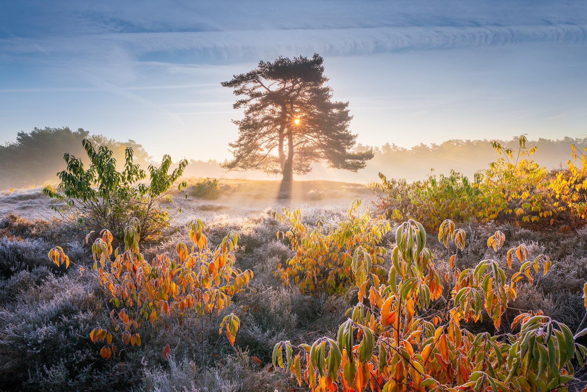 Descarga gratis la imagen Naturaleza, Árboles, Amanecer, Árbol, Rayo De Sol, Tierra/naturaleza en el escritorio de tu PC