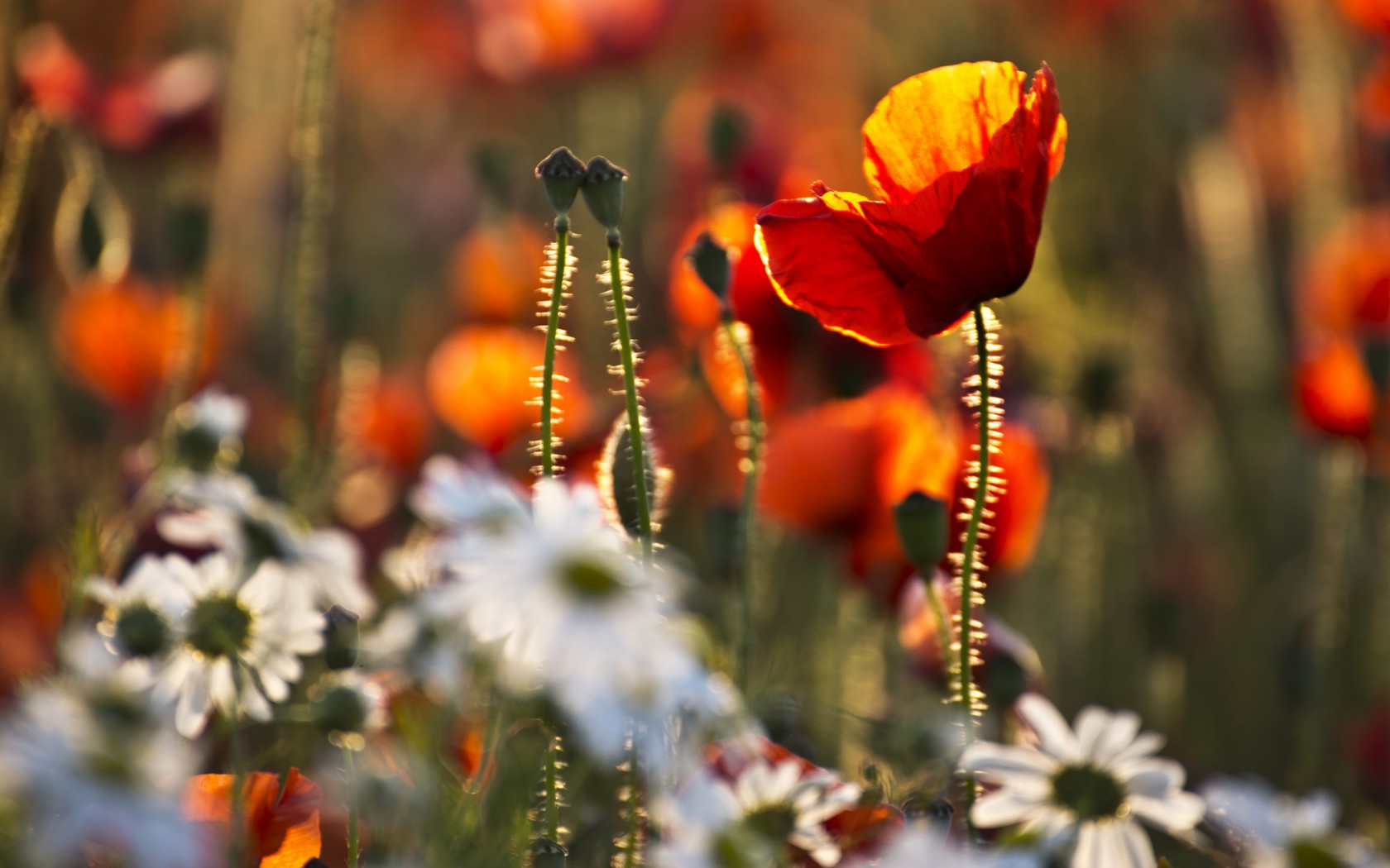 Download mobile wallpaper Poppy, Flowers, Earth for free.