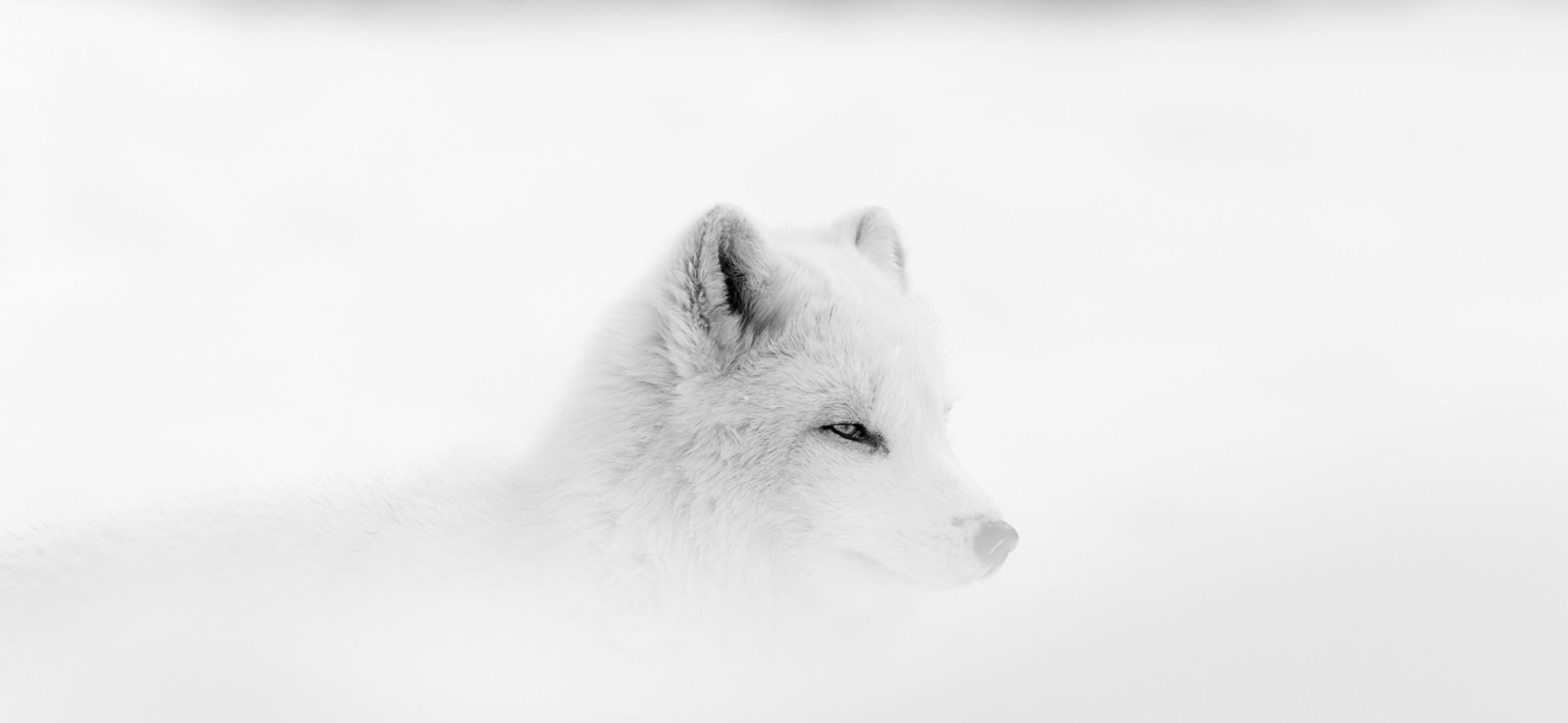 animal, fox, polar fox, white