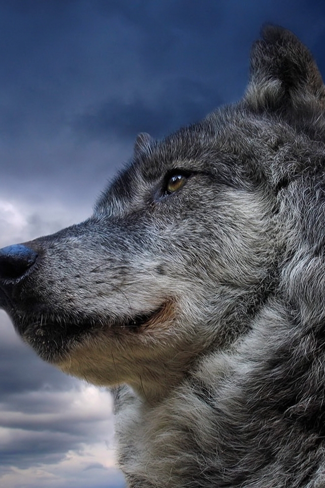 Téléchargez des papiers peints mobile Animaux, Loup, Loup Gris, Wolves gratuitement.