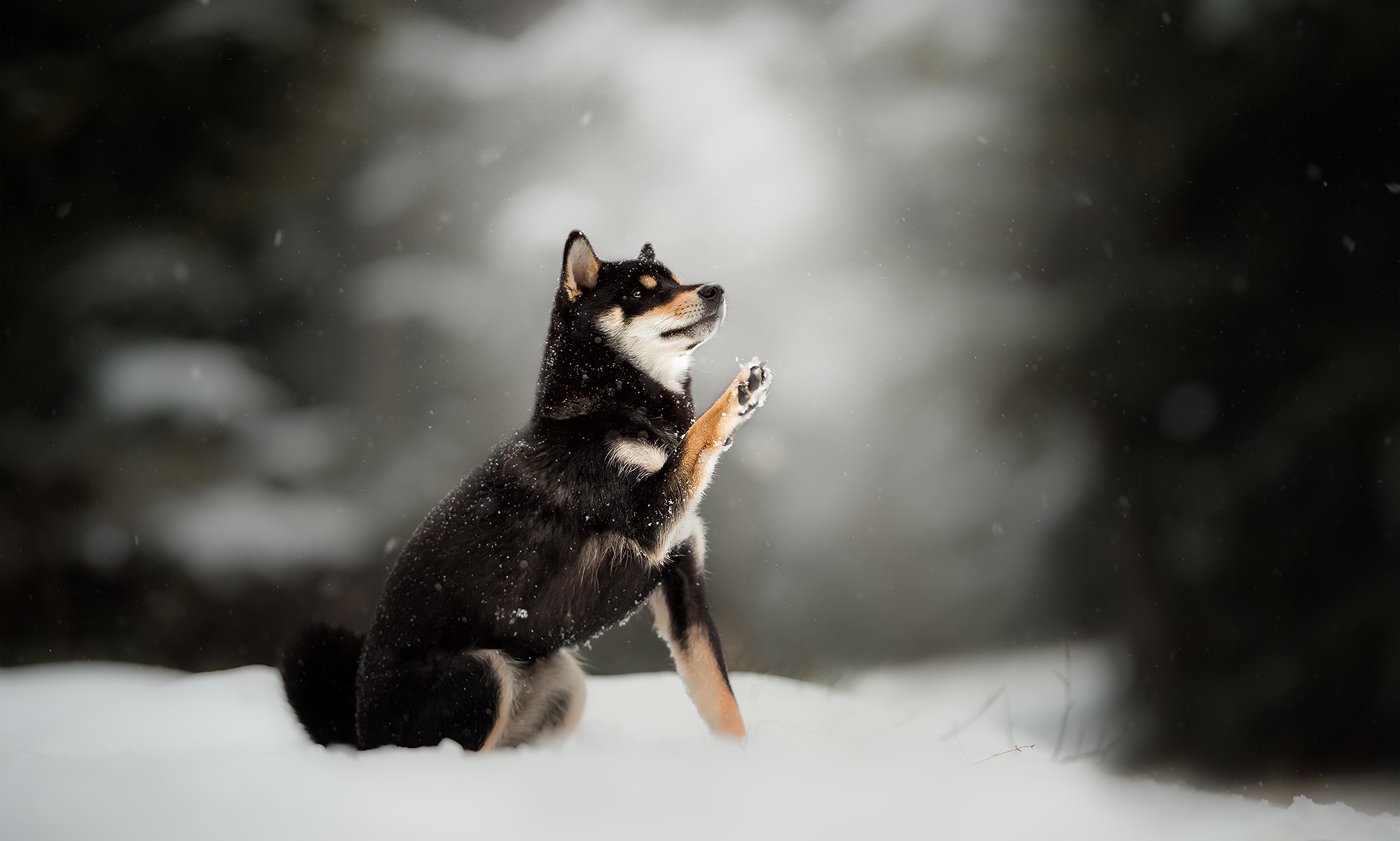 PCデスクトップに動物, 冬, 雪, 犬, ハスキー, 被写界深度画像を無料でダウンロード