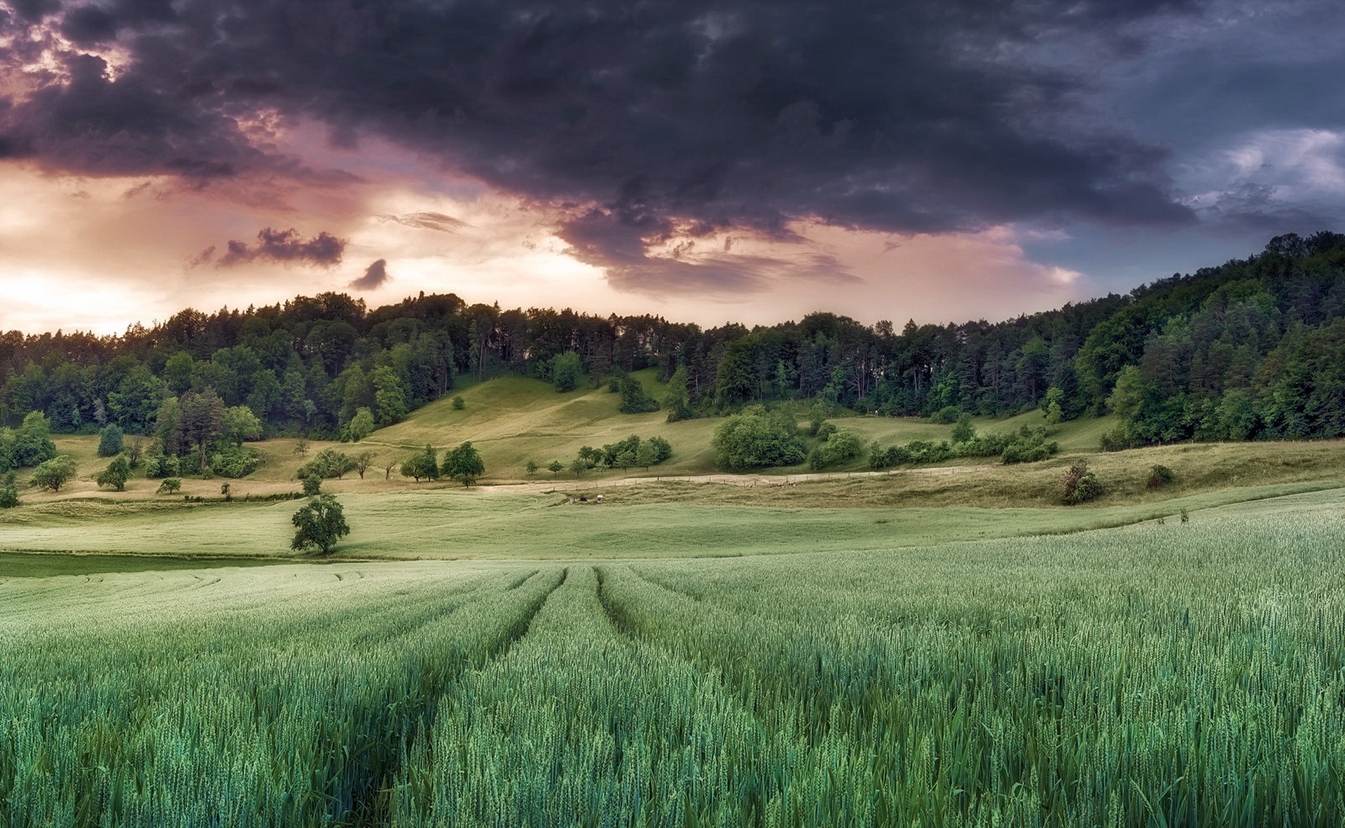 Free download wallpaper Landscape, Nature, Sky, Summer, Wheat, Earth, Field, Cloud on your PC desktop
