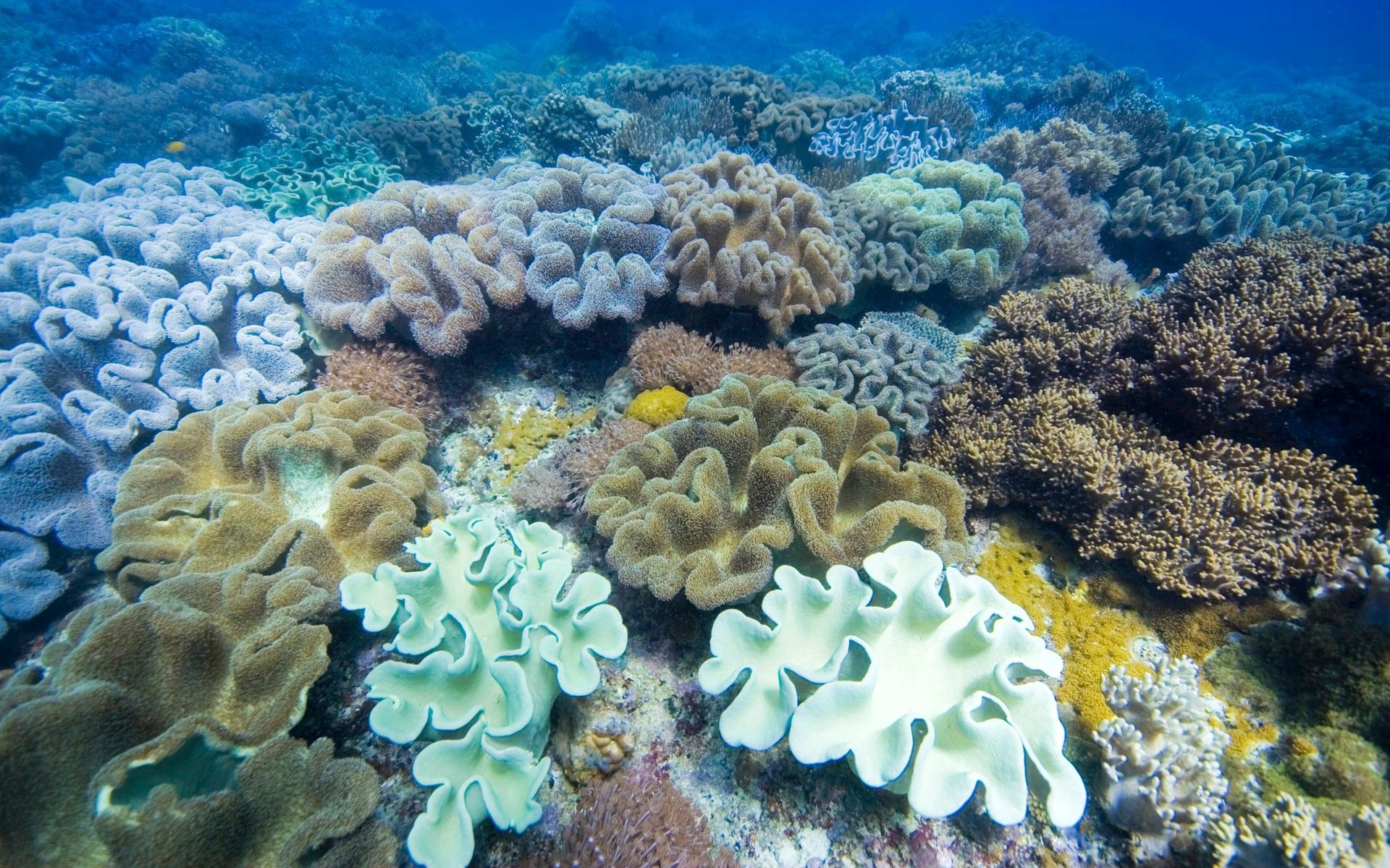 underwater world, multicolored, animals, motley, surface, seaweed, algae Full HD