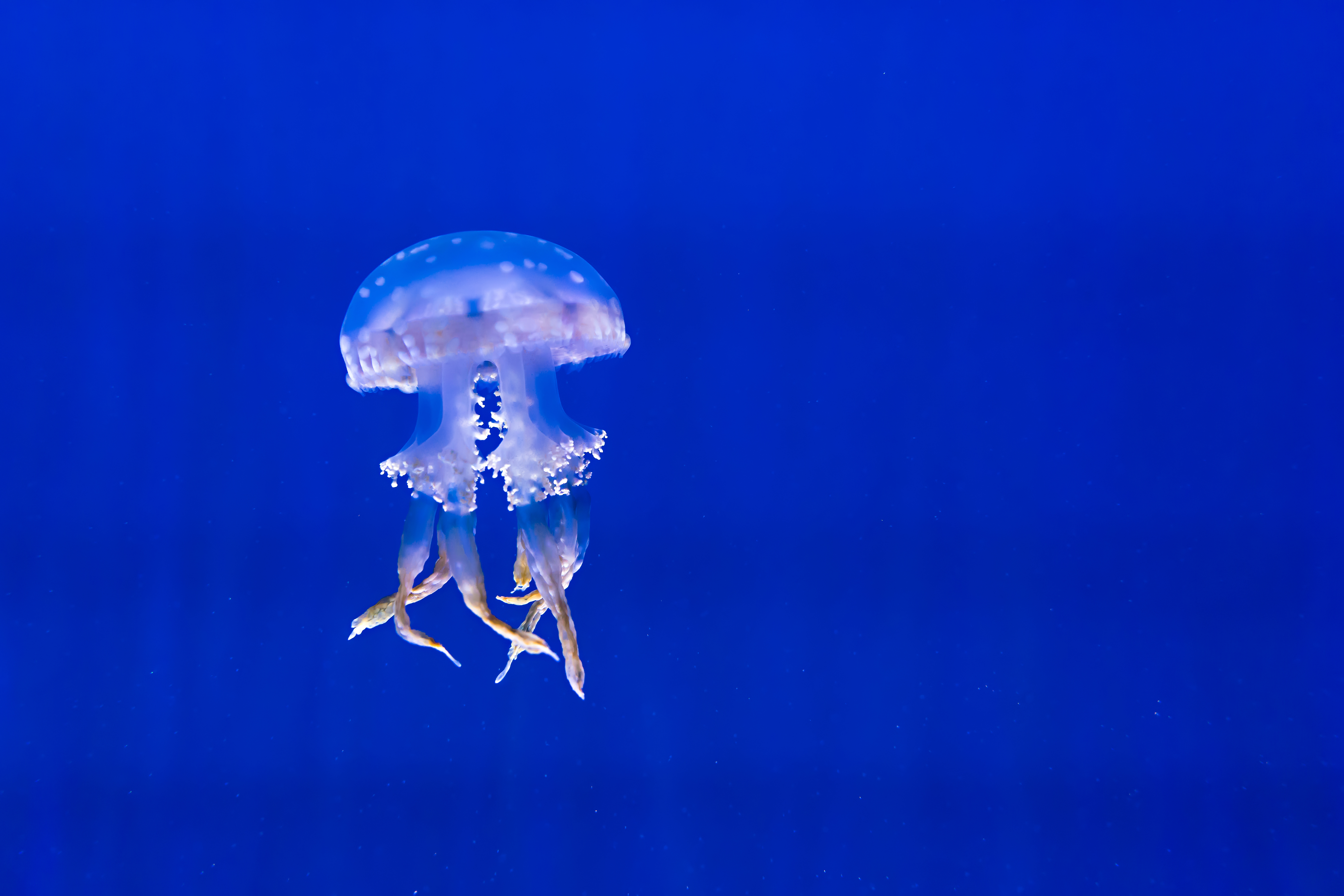 animals, jellyfish, underwater world, to swim, swim, tentacles
