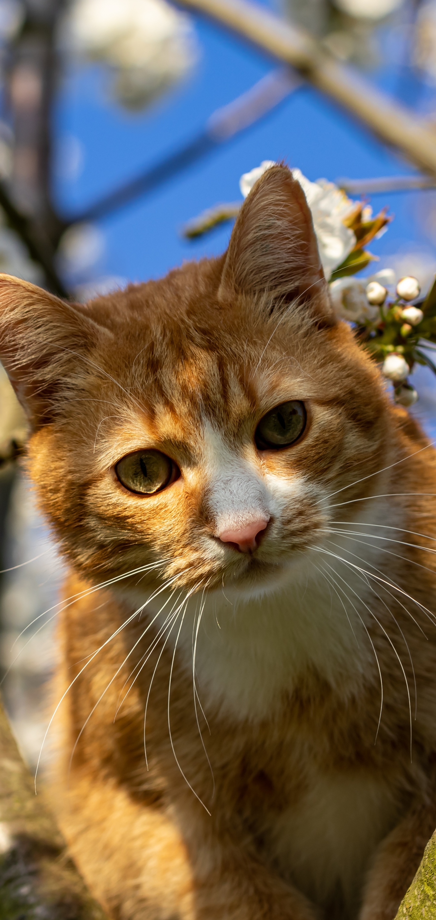 無料モバイル壁紙動物, ネコ, 猫をダウンロードします。