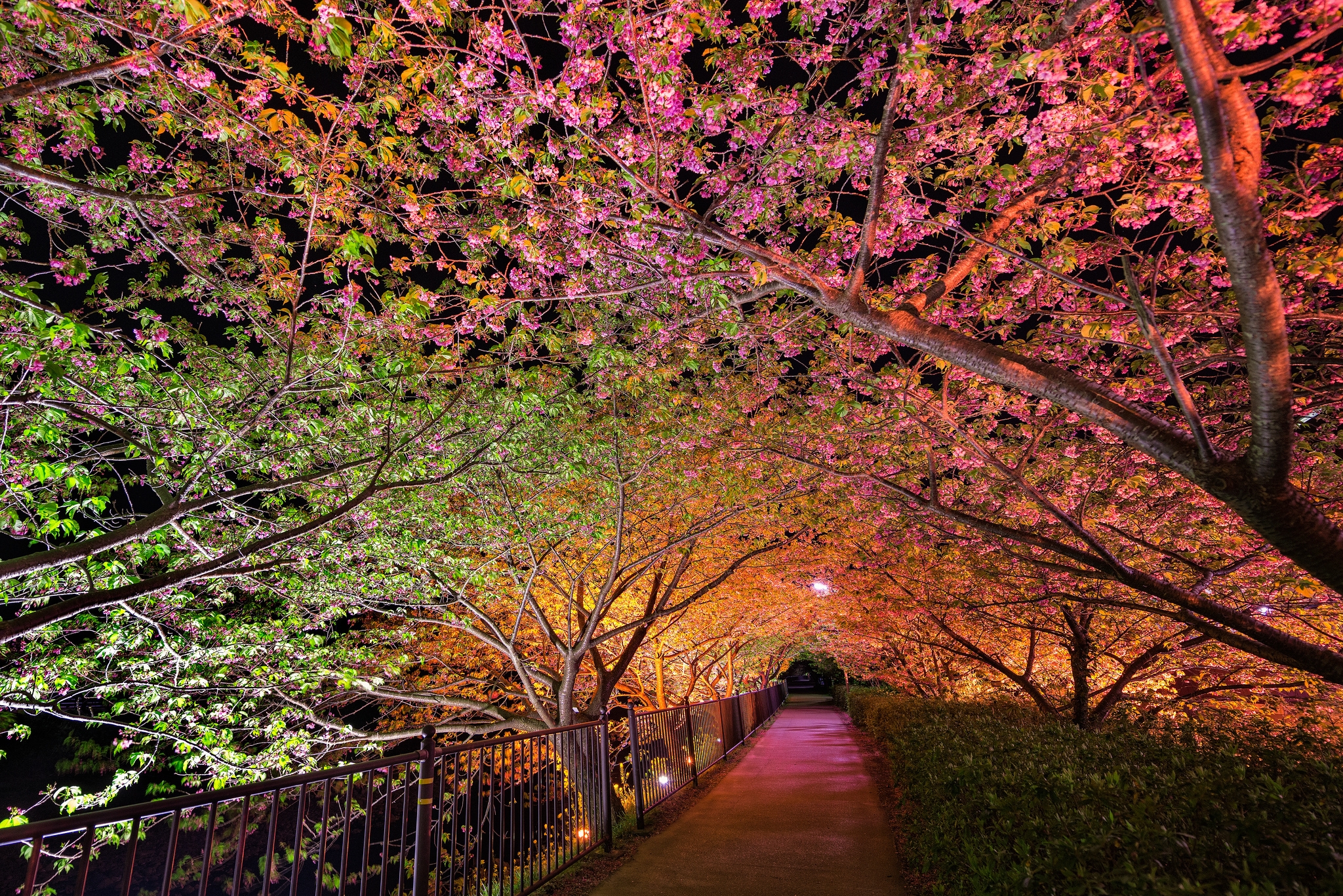 spring, park, nature, night, backlight, alley, illumination HD wallpaper