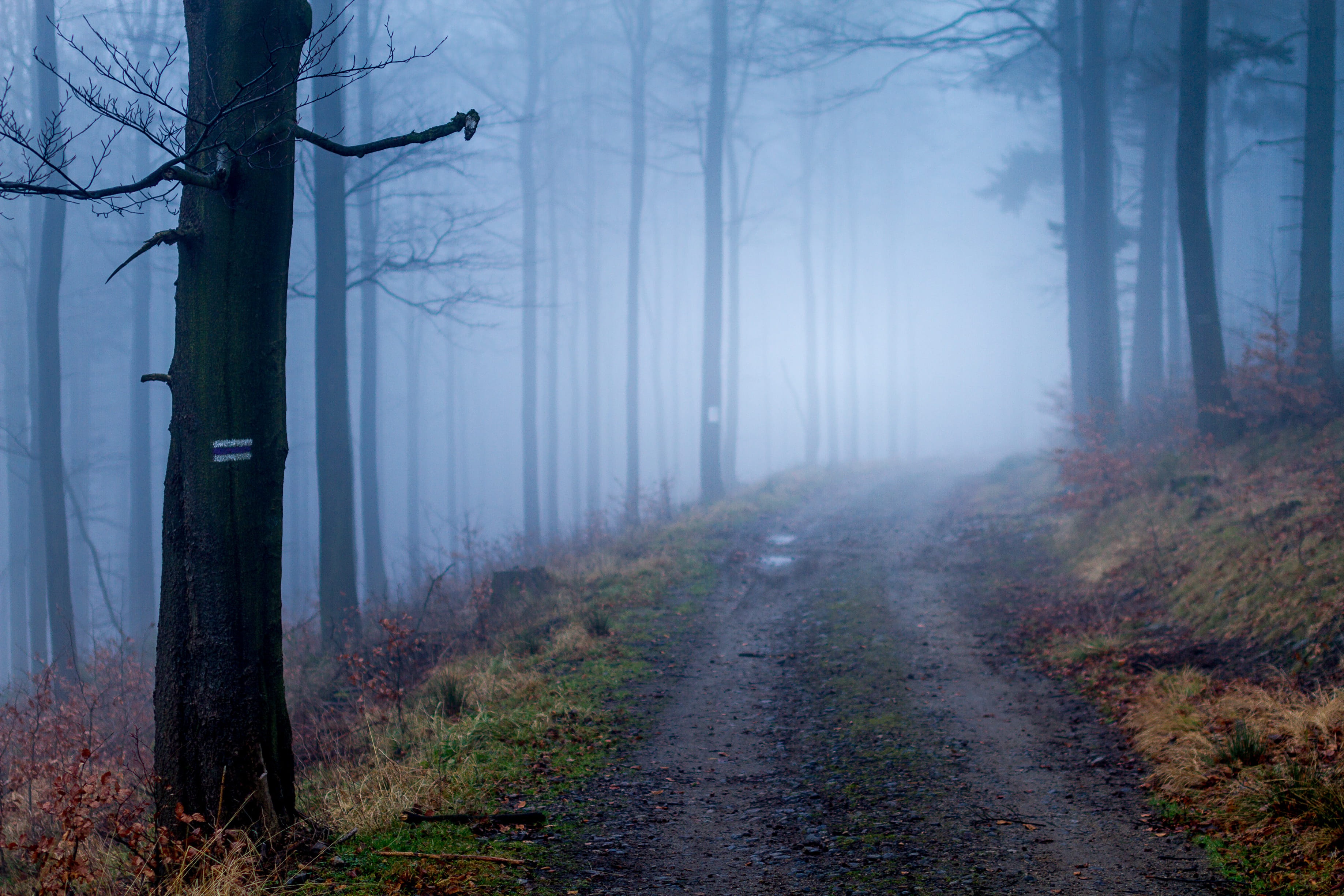 Free download wallpaper Nature, Fog, Fall, Path, Trunk, Man Made on your PC desktop