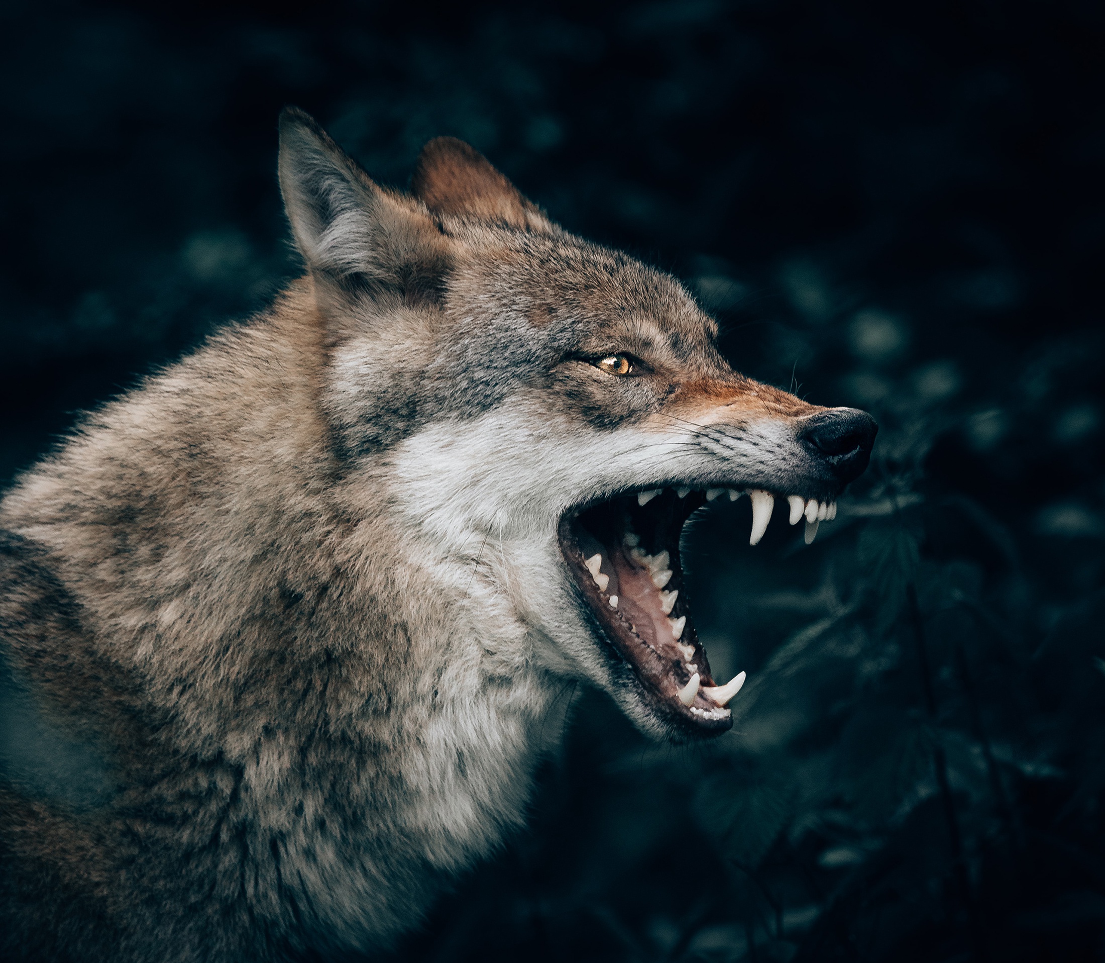 Download mobile wallpaper Muzzle, Wolf, Fangs, Animal, Profile, Wolves for free.