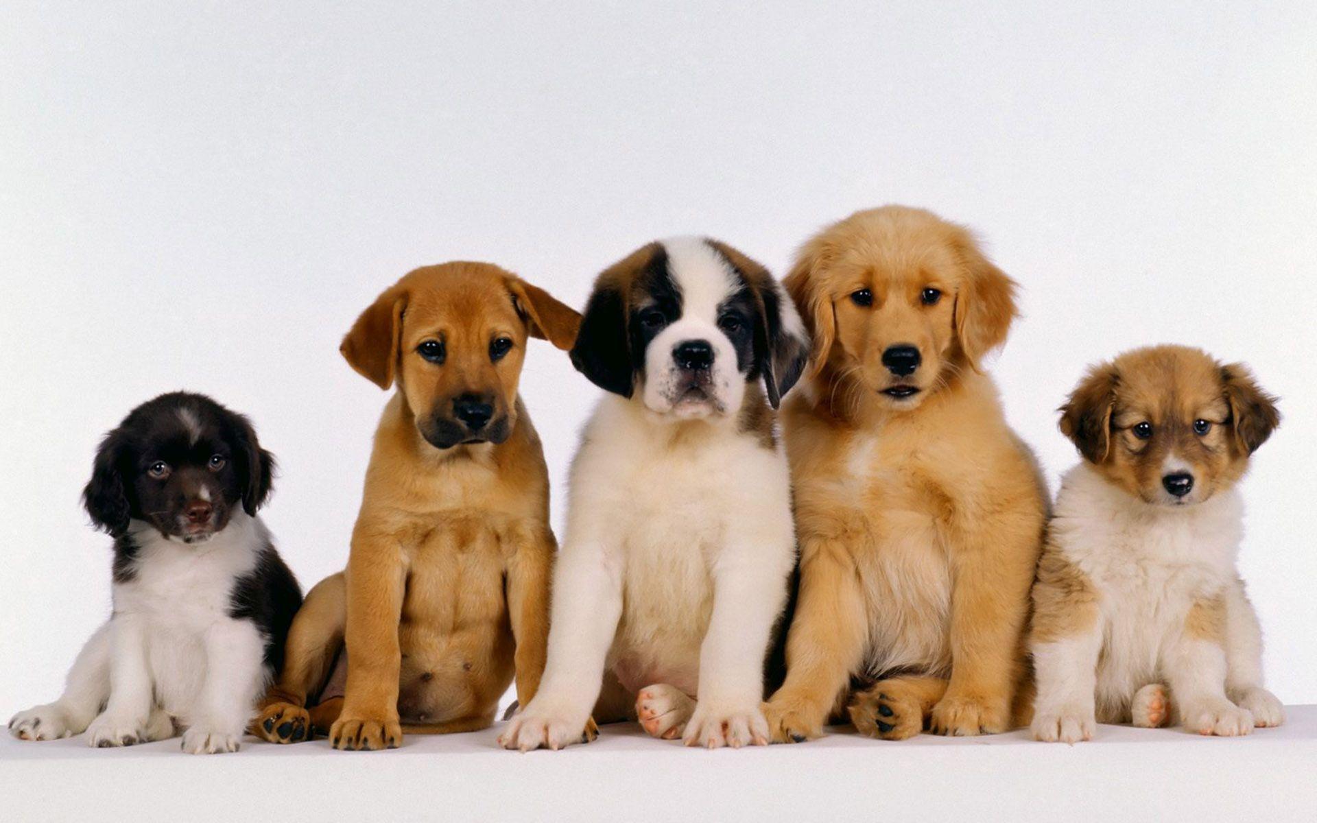 Free download wallpaper Dogs, Dog, Animal, Puppy, Cute on your PC desktop