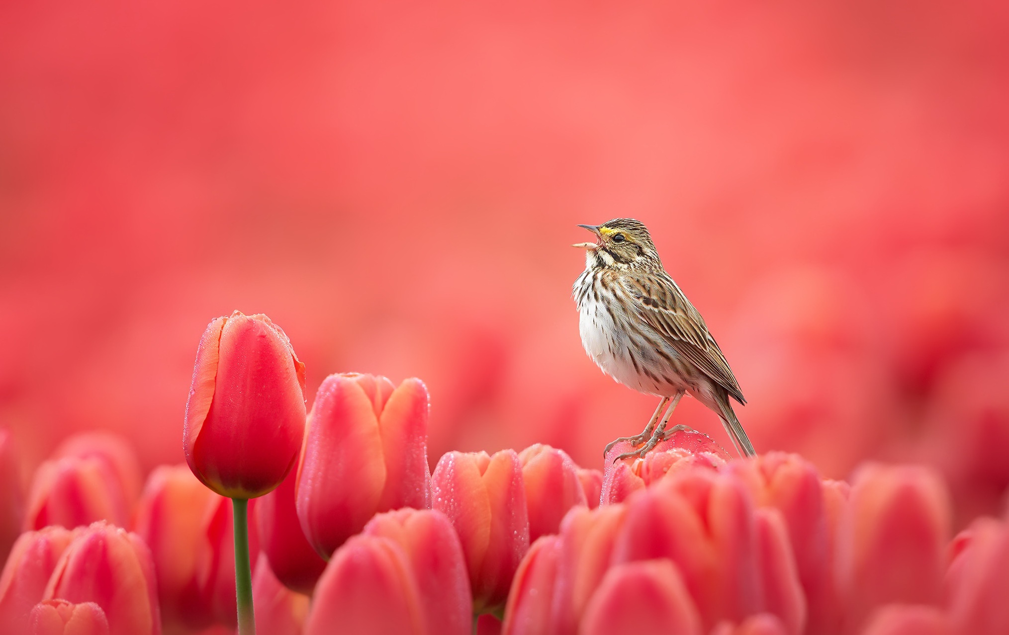 Descarga gratis la imagen Animales, Flor, Tulipán, Aves, Ave, Flor Roja en el escritorio de tu PC