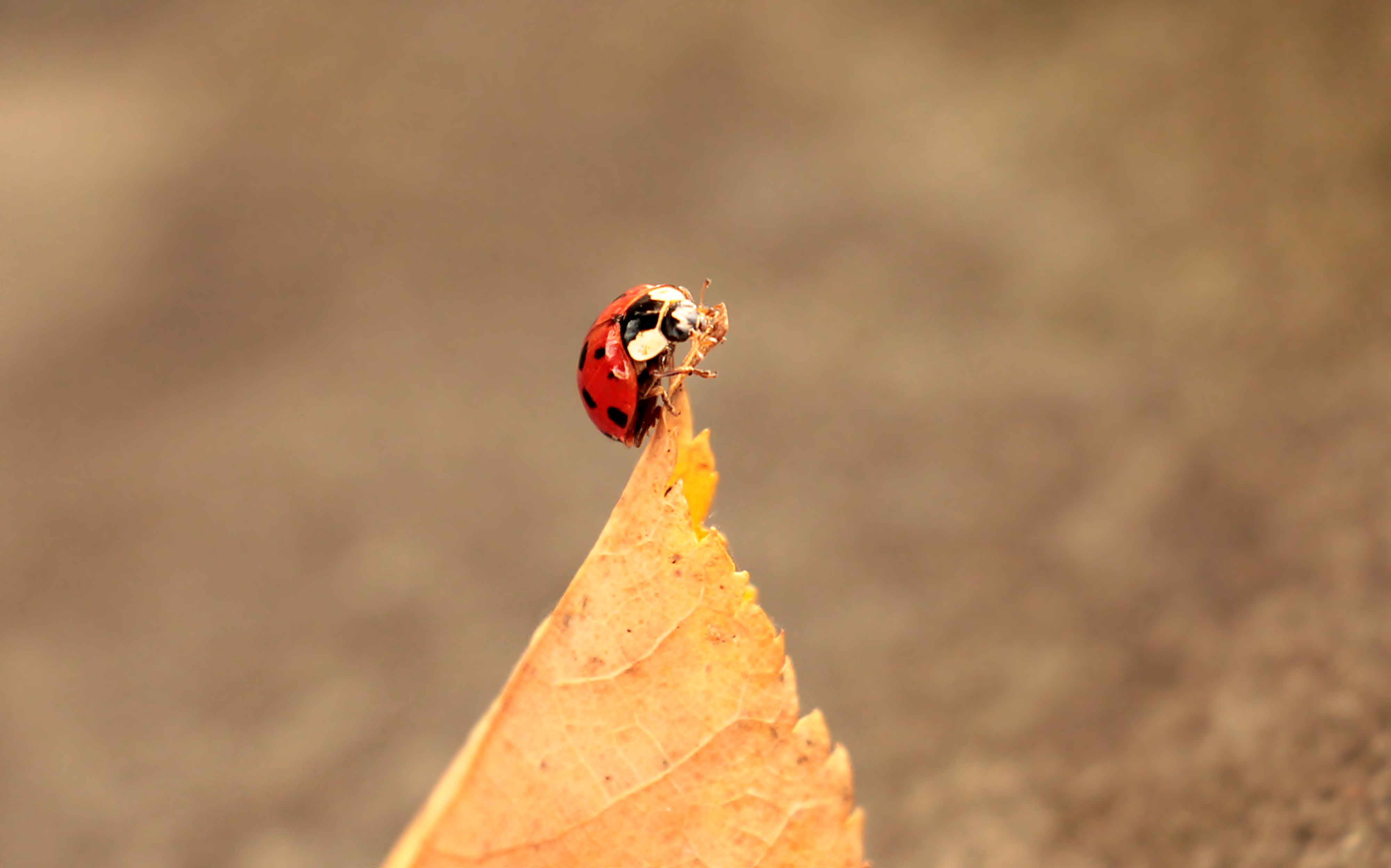 Laden Sie das Blätter, Ladybird, Makro, Marienkäfer, Herbst-Bild kostenlos auf Ihren PC-Desktop herunter