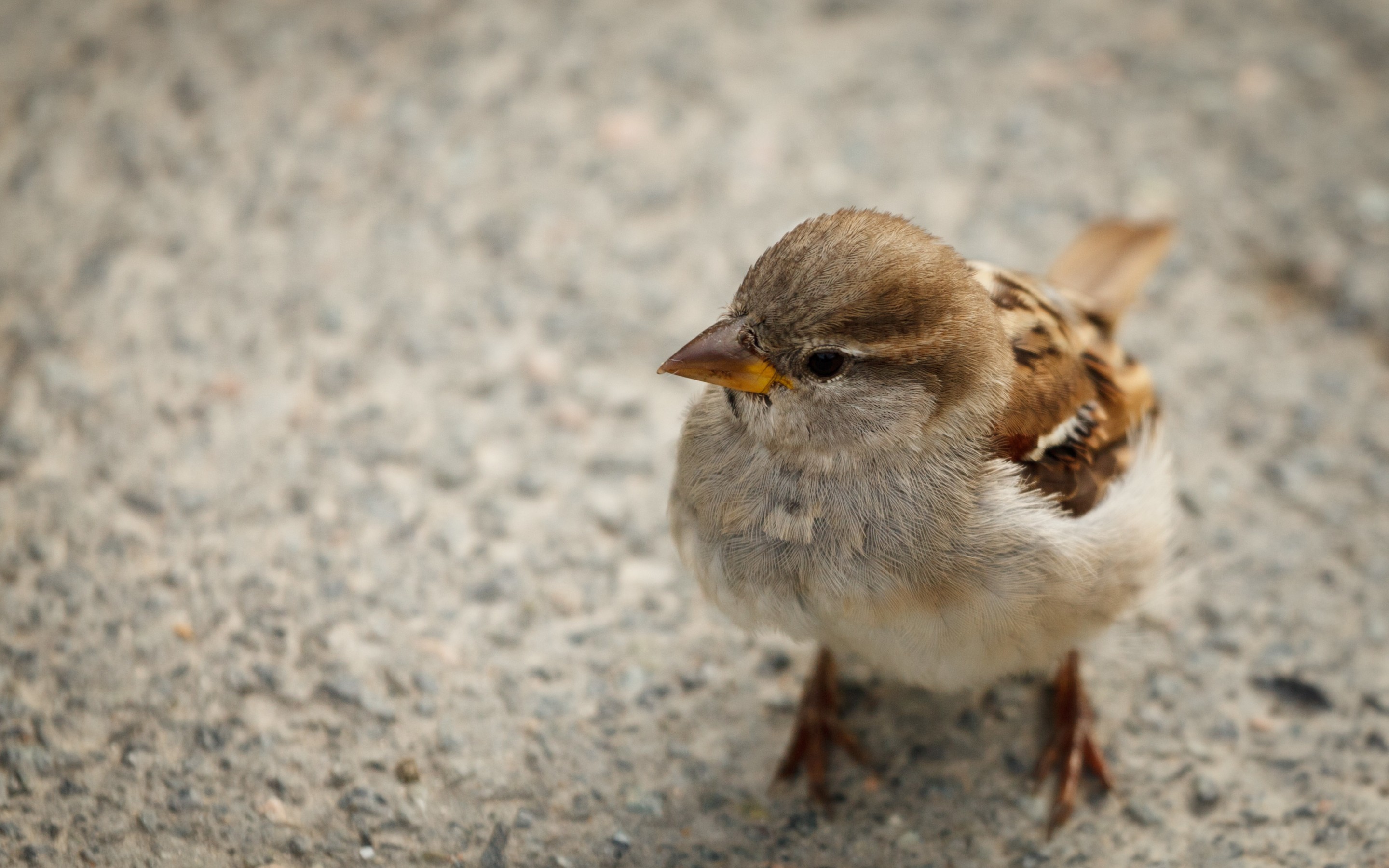 Download mobile wallpaper Sparrow, Birds, Animal for free.