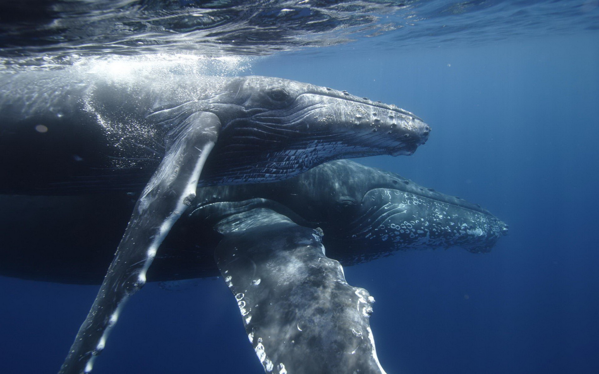animal, humpback whale