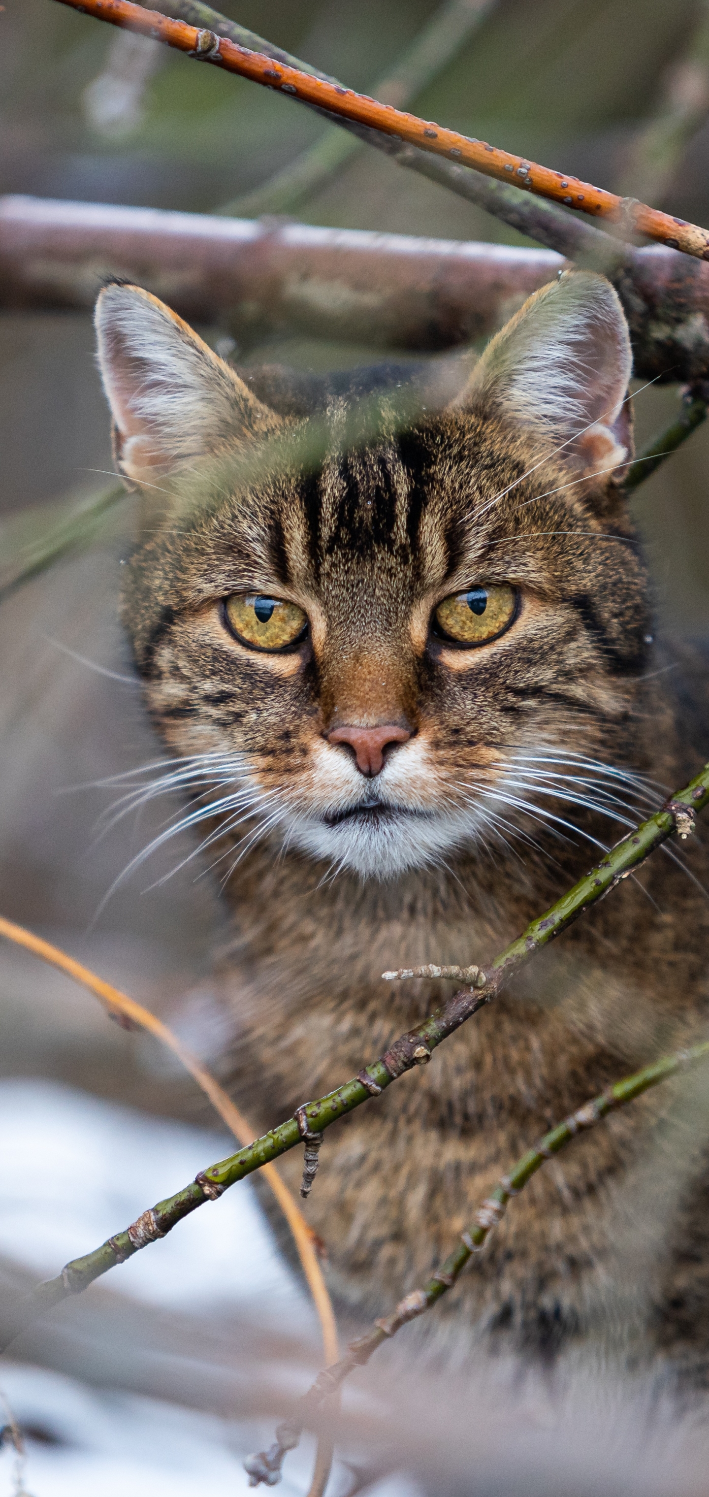 Handy-Wallpaper Tiere, Katzen, Katze kostenlos herunterladen.