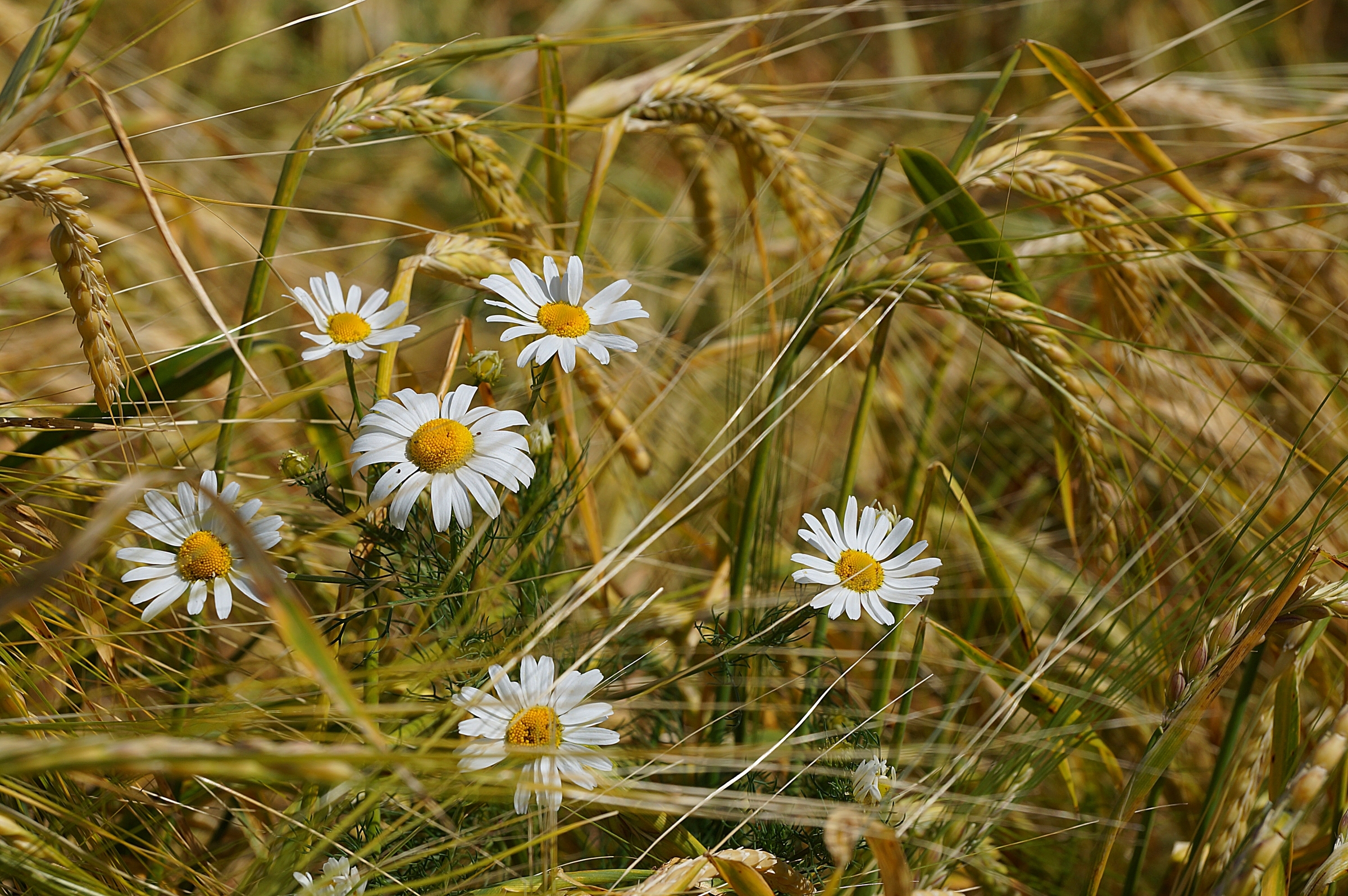 earth, wheat, camomile, flower, nature, summer, white flower