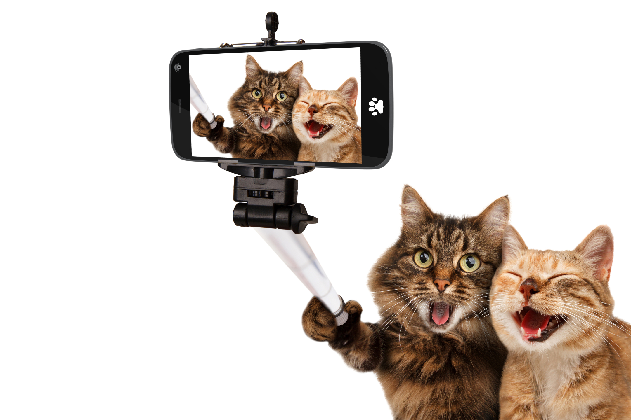 Handy-Wallpaper Humor, Katzen, Katze, Komisch, Lustig, Selfie kostenlos herunterladen.