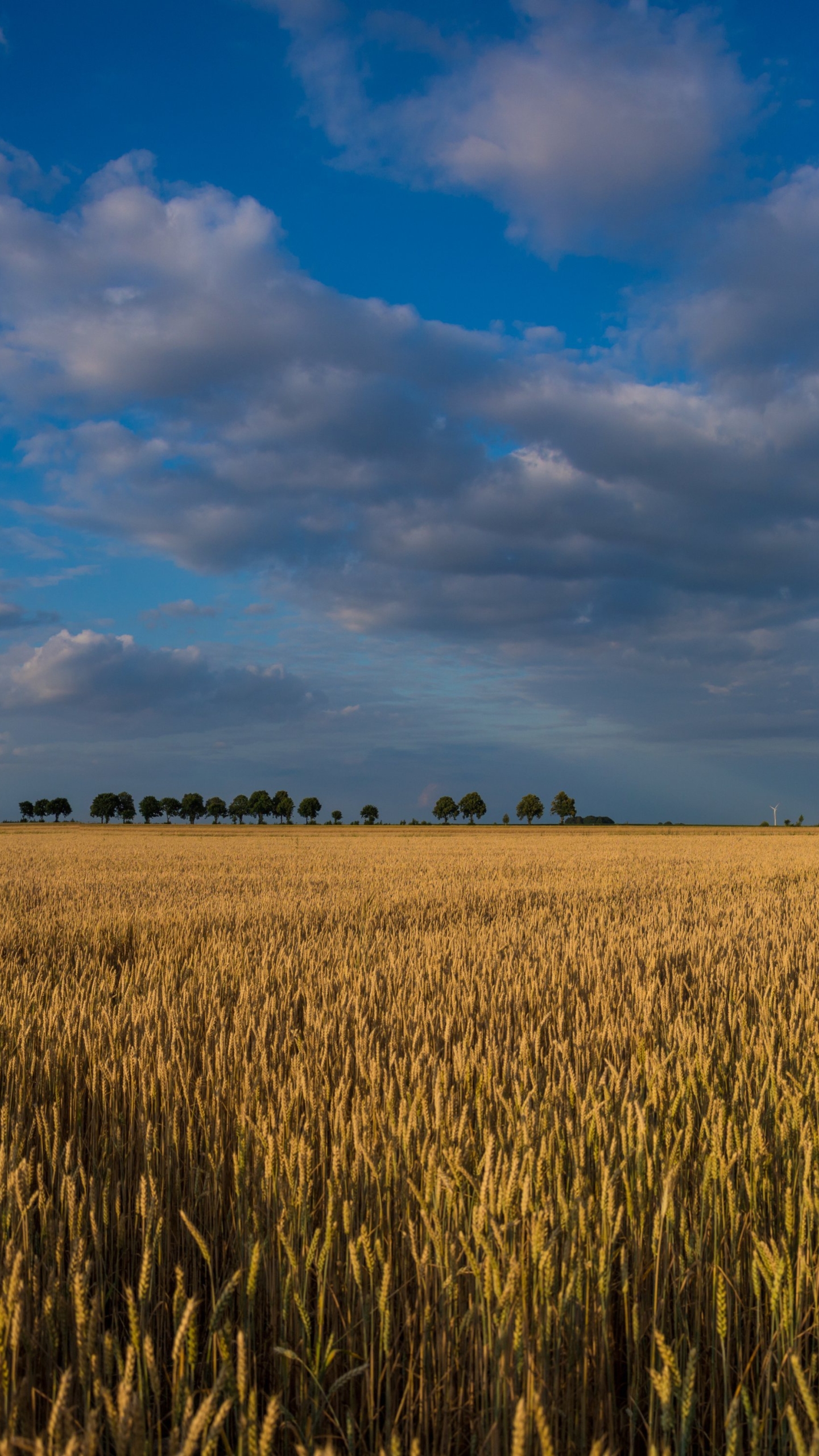 Download mobile wallpaper Landscape, Nature, Sky, Summer, Wheat, Earth, Cloud for free.