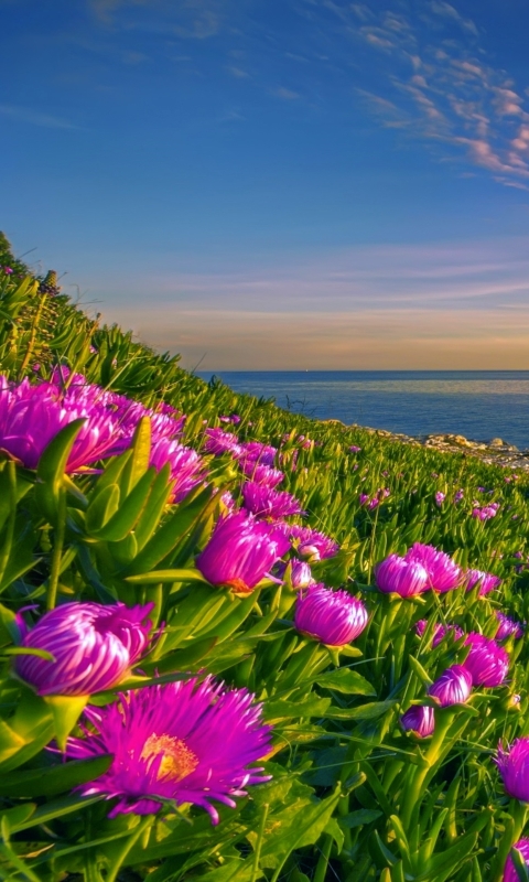 無料モバイル壁紙海, 地平線, 花, 海岸, 海洋, 地球, 海岸線, ピンクの花をダウンロードします。
