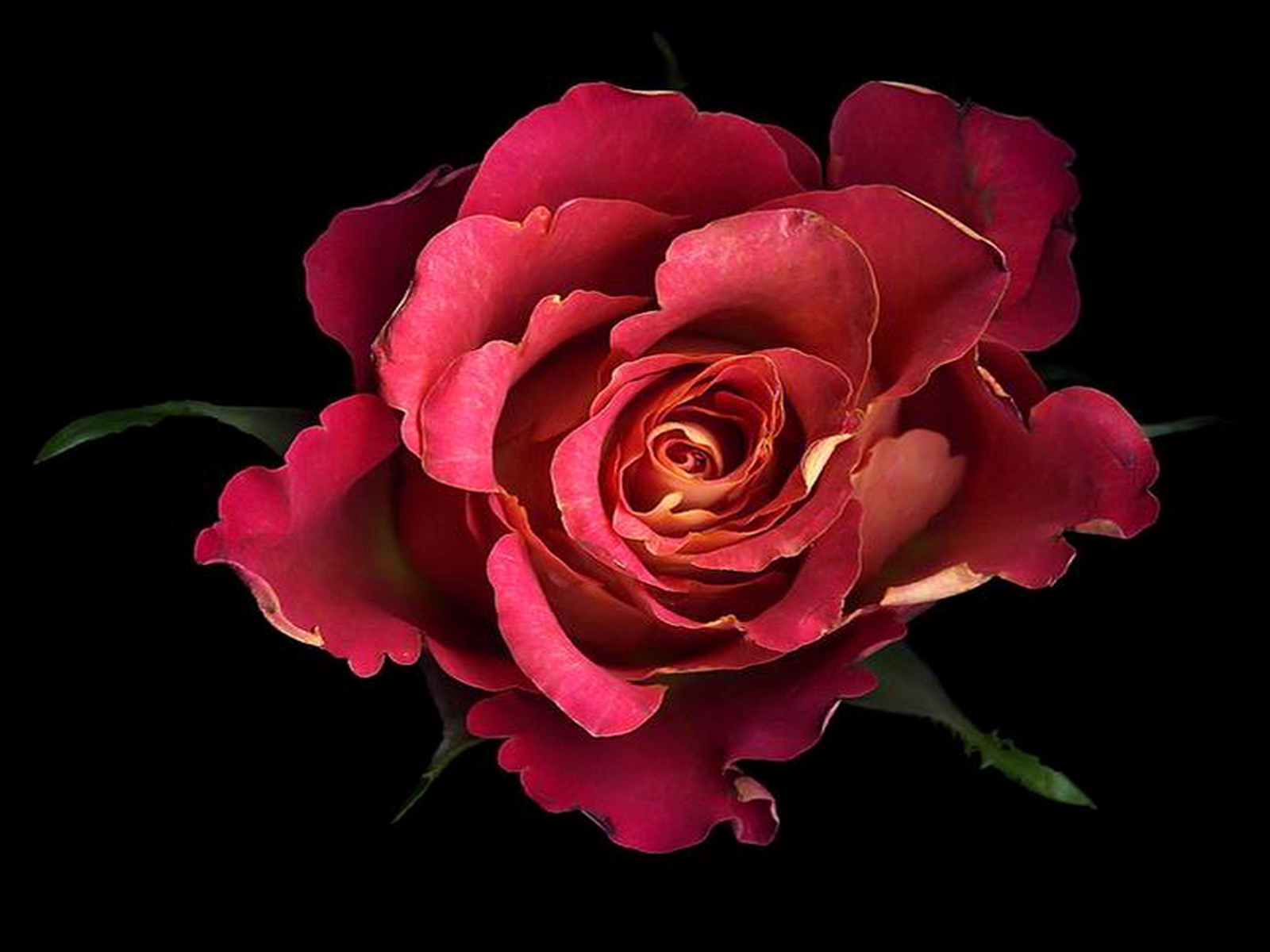 Скачать картинку Цветок, Роза, Земля/природа, Розовая Роза в телефон бесплатно.