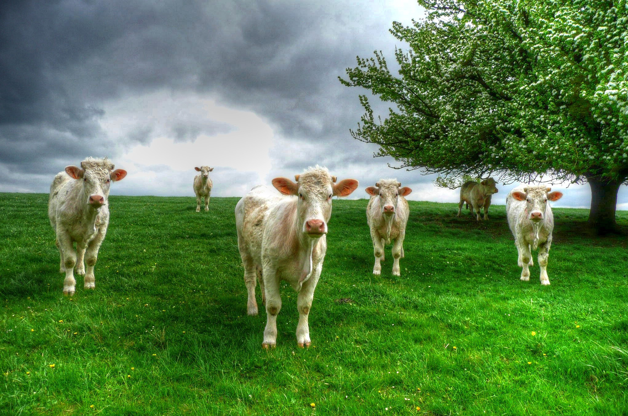 無料モバイル壁紙動物, 木, 草, 牛, 見詰めるをダウンロードします。